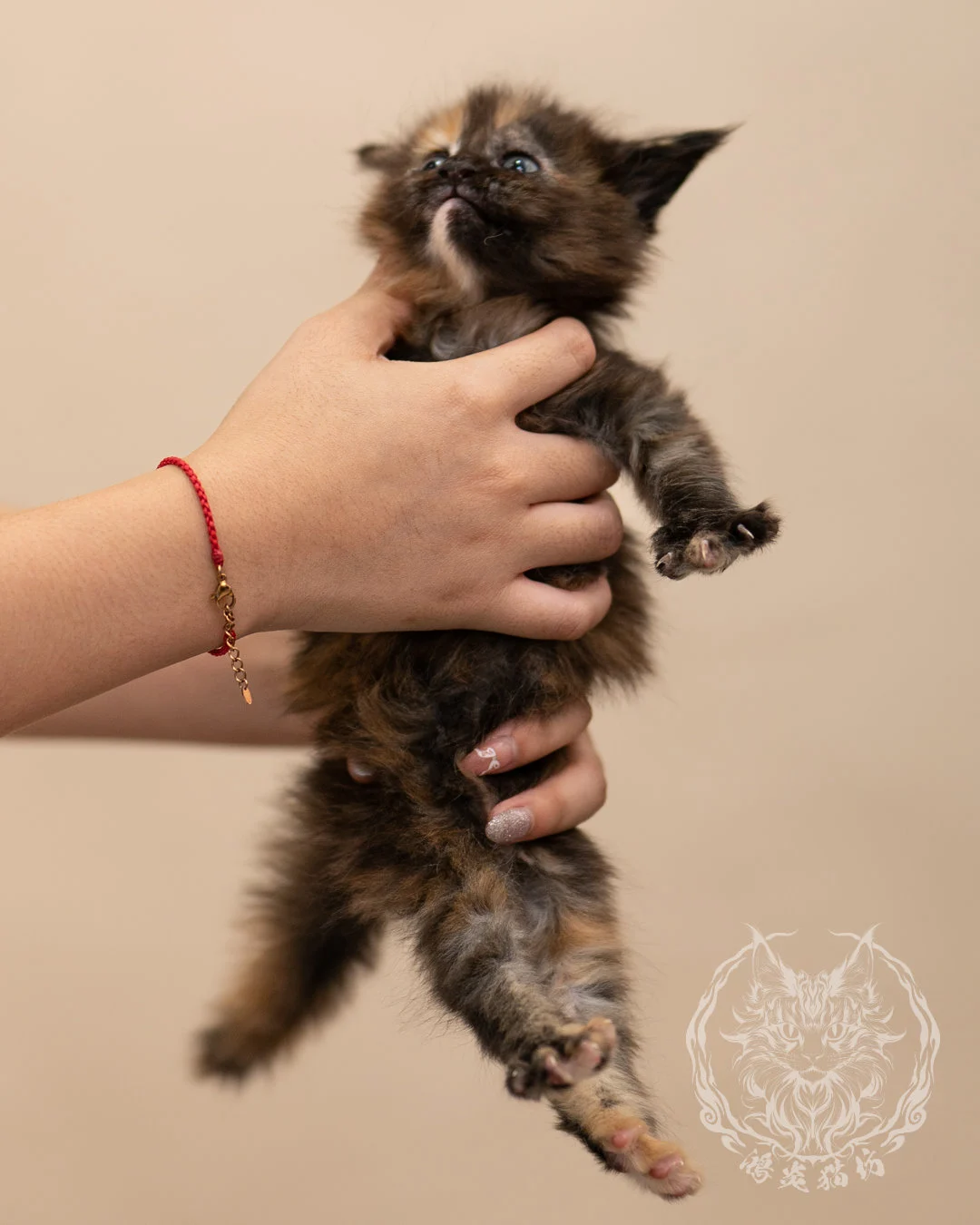 黑玳帽緬因貓 Black Tortie Masked Maine Coon 4weeks Closeup 3