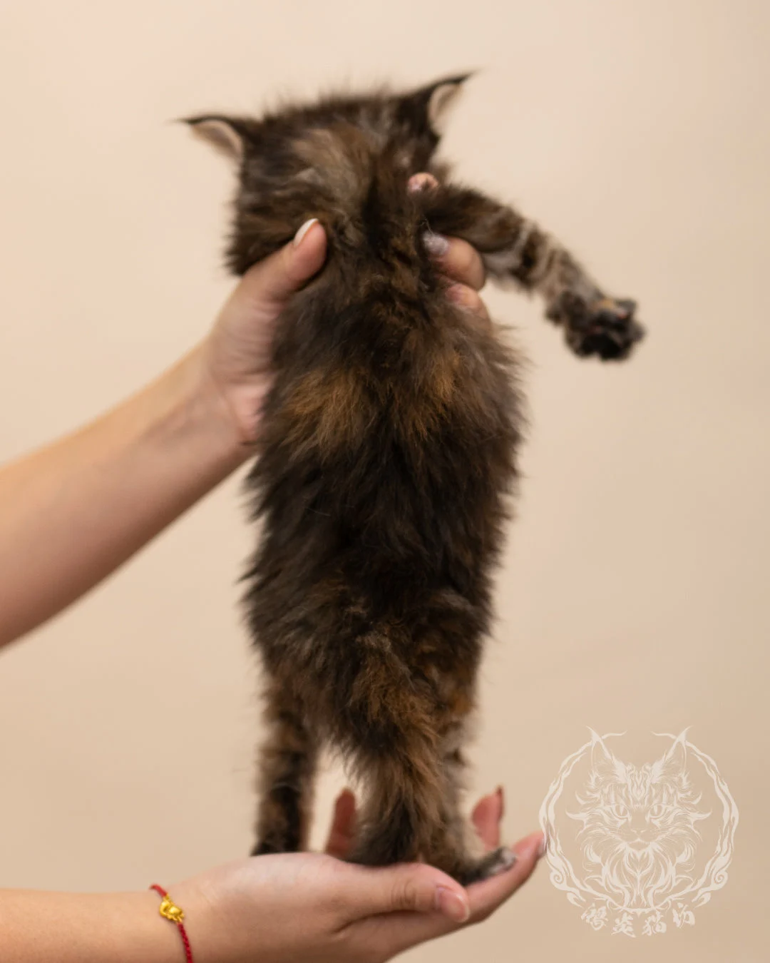 棕虎斑玳帽緬因貓 Brown Tabby Tortie Maine Coon 4weeks Closeup 8