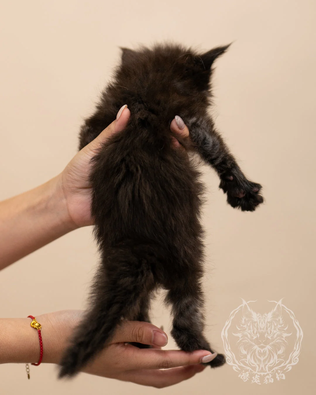 黑煙燻緬因貓 Black Maine Coon 4weeks Closeup 8
