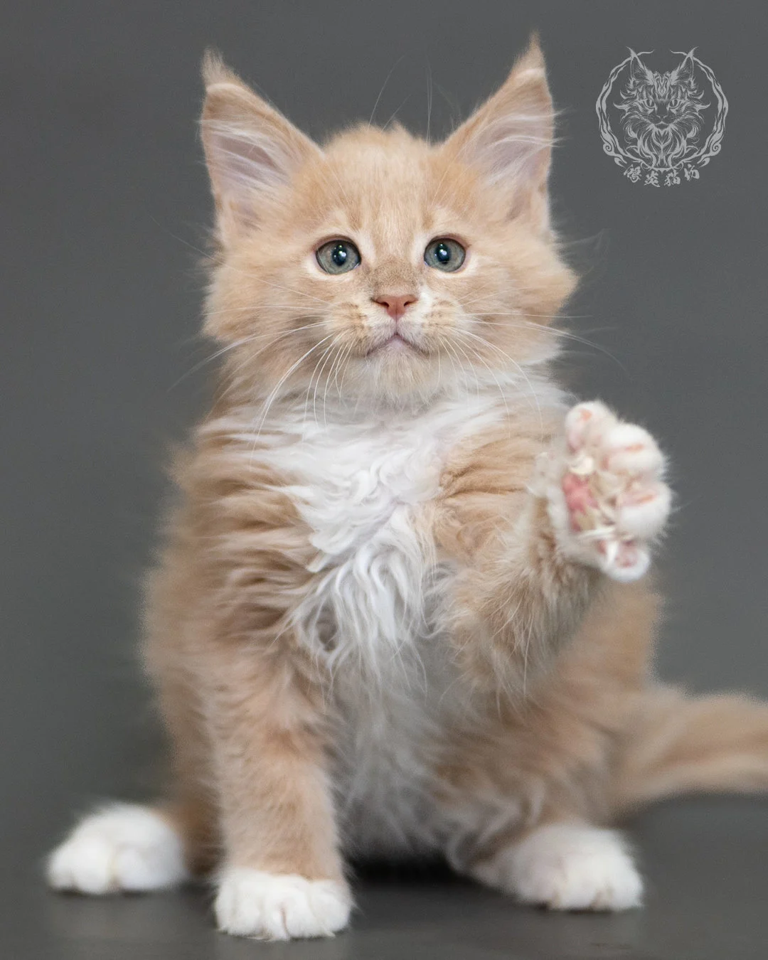 鴻炎貓坊奶油虎斑緬因貓2個月，cream Tabby Maine Coon Kitten 8