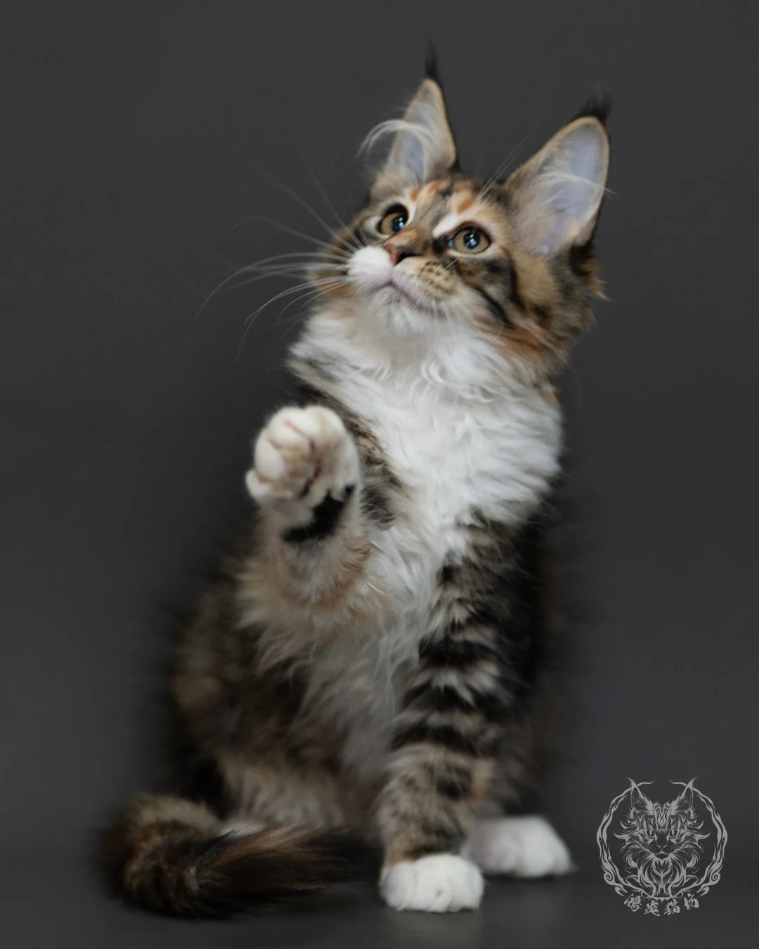 玳帽虎斑緬因貓 Tortie Tabby Maine Coon 3months Cattery Taichung 1