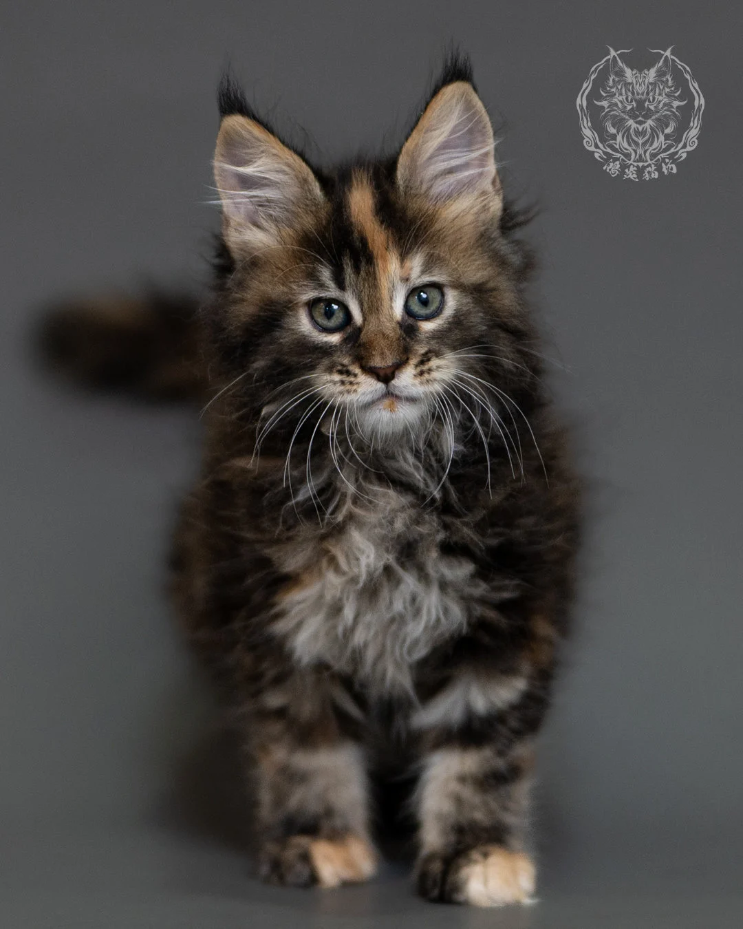 鴻炎貓坊棕虎斑玳帽緬因貓2個月，brown Torbie Maine Coon Kitten 1