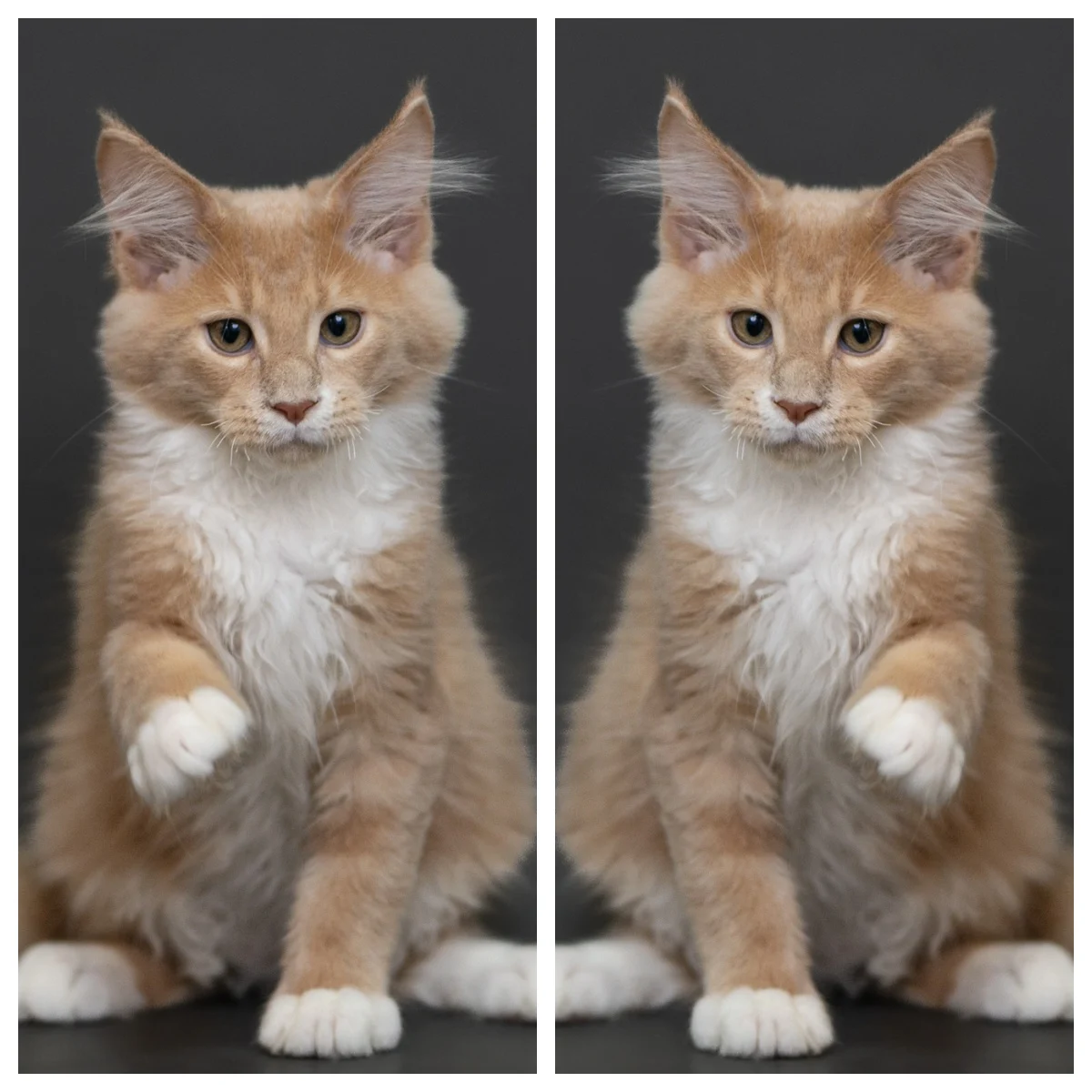 奶油虎斑緬因貓