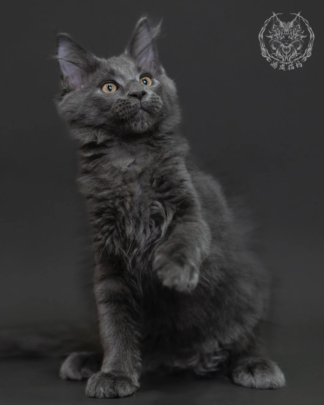 藍煙燻緬因貓 Blue Smoke Maine Coon 3months Cattery Taichung 17