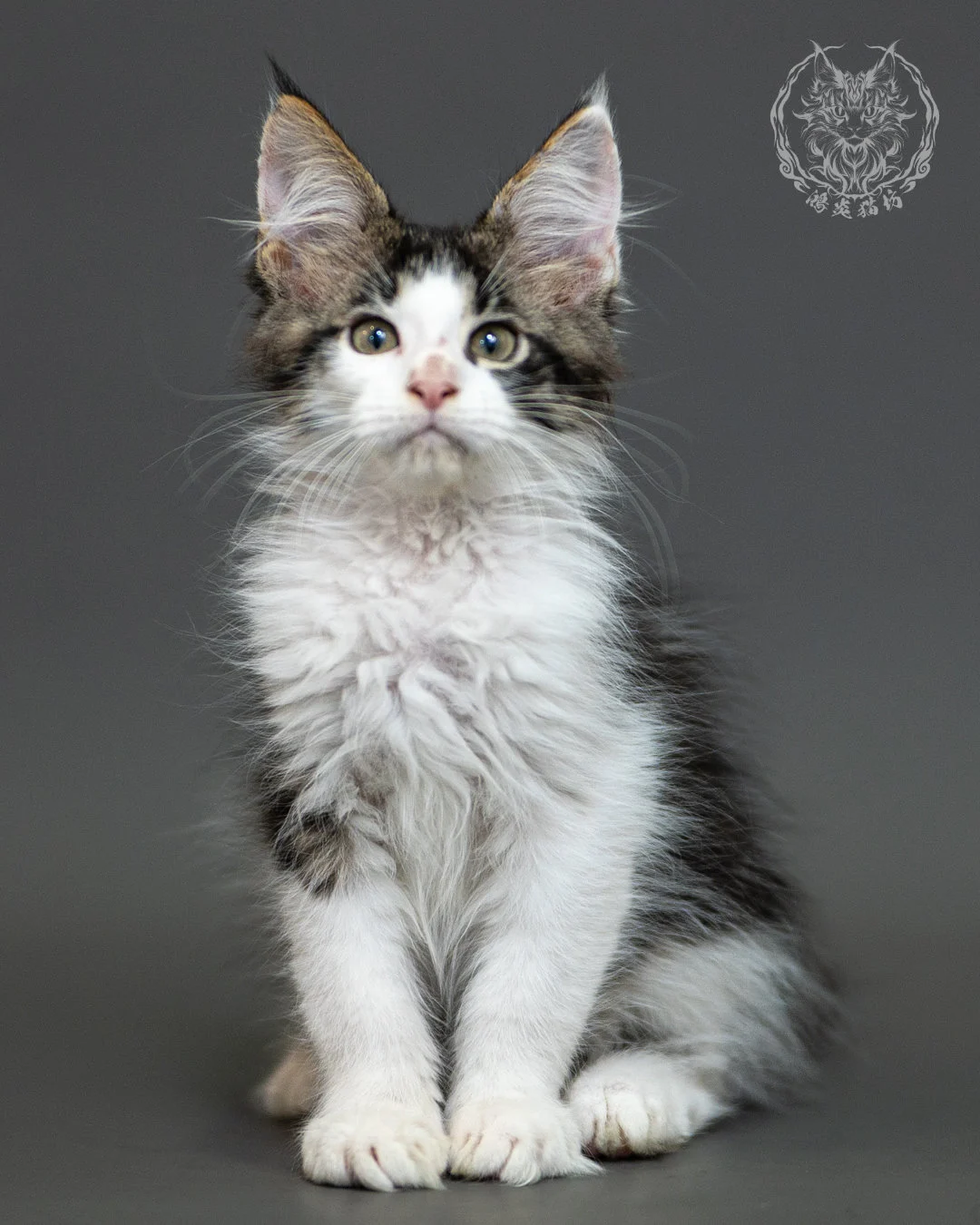 棕虎斑賓士緬因貓 Brown Tabby White Maine Coon 2months Closeup 6