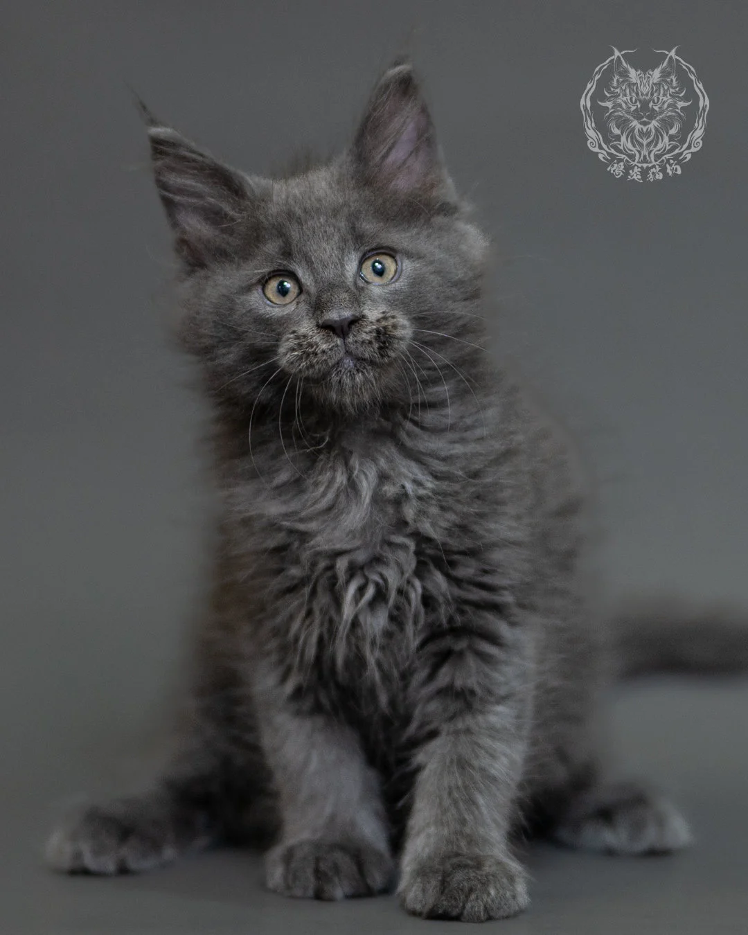 鴻炎貓坊藍煙燻緬因貓2個月特寫，blue Smoke Maine Coon Kitten 30