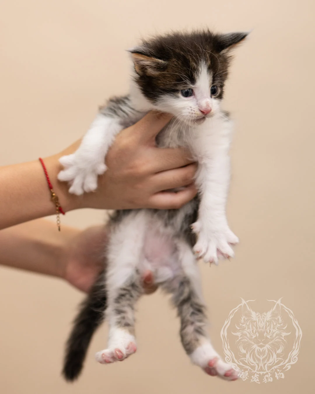 棕虎斑賓士緬因貓 Brown Tabby Bicolor Maine Coon 4weeks Closeup 2
