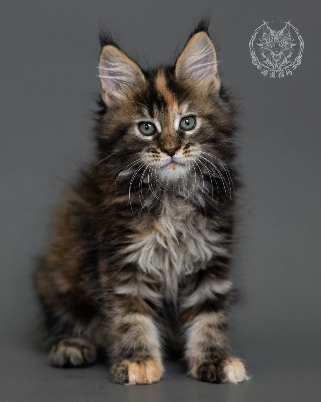 鴻炎貓坊棕虎斑玳帽緬因貓2個月，brown Torbie Maine Coon Kitten 20