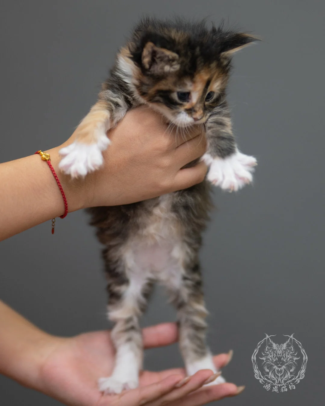 玳帽虎斑緬因貓 Black Tortie Maine Coon 4weeks Closeup 5