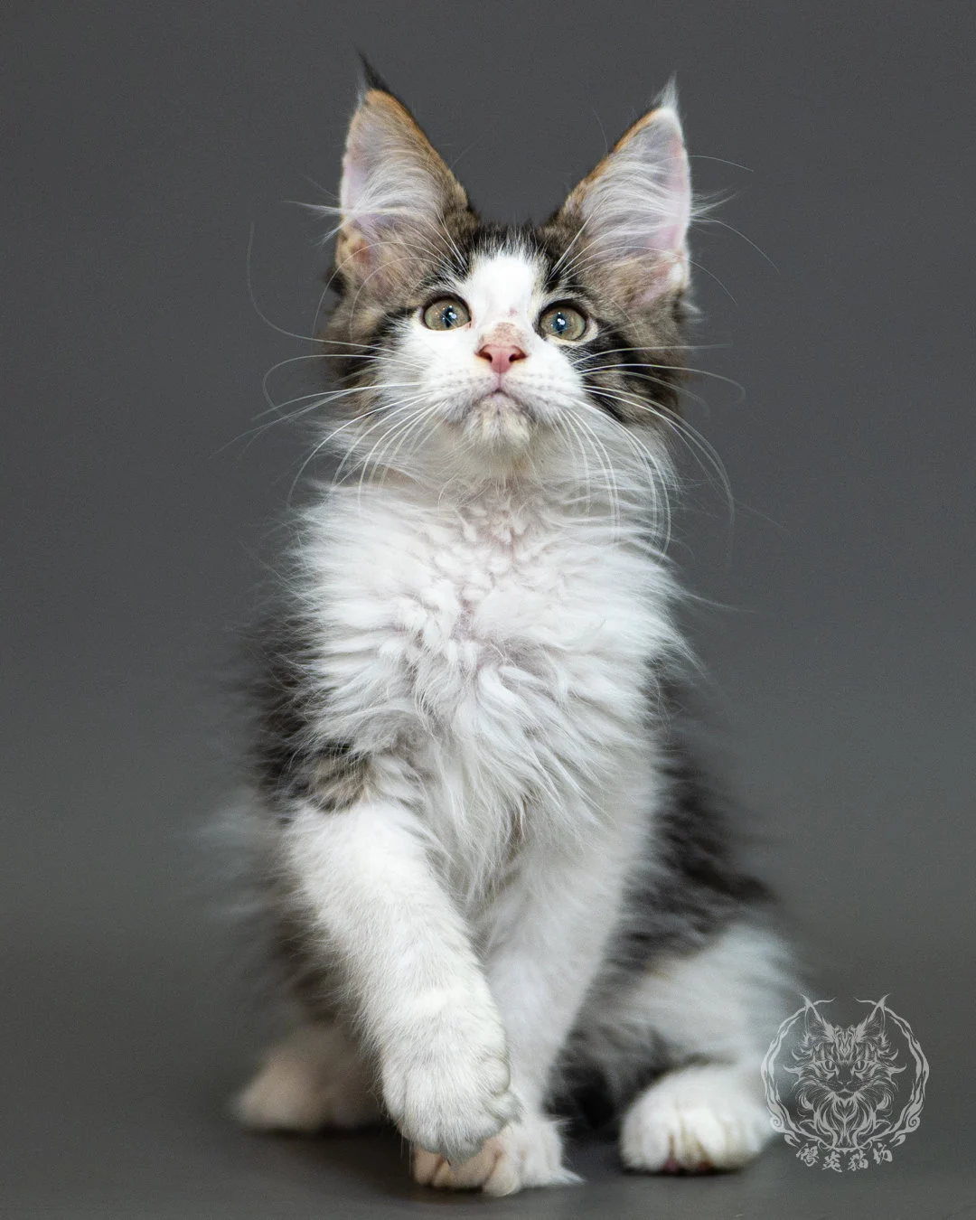 棕虎斑賓士緬因貓 Brown Tabby White Maine Coon 2months Closeup 5