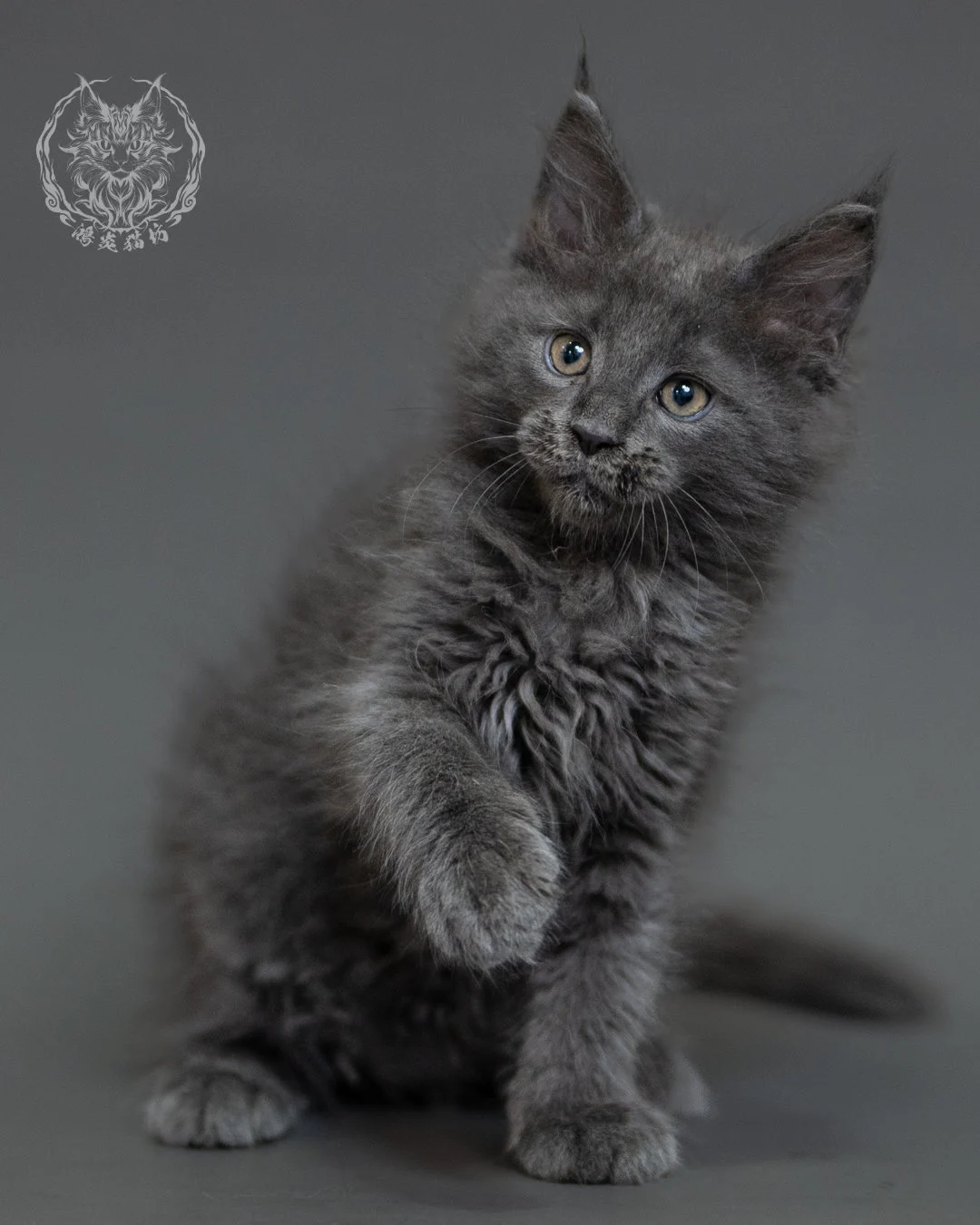 鴻炎貓坊藍煙燻緬因貓2個月特寫，blue Smoke Maine Coon Kitten 18