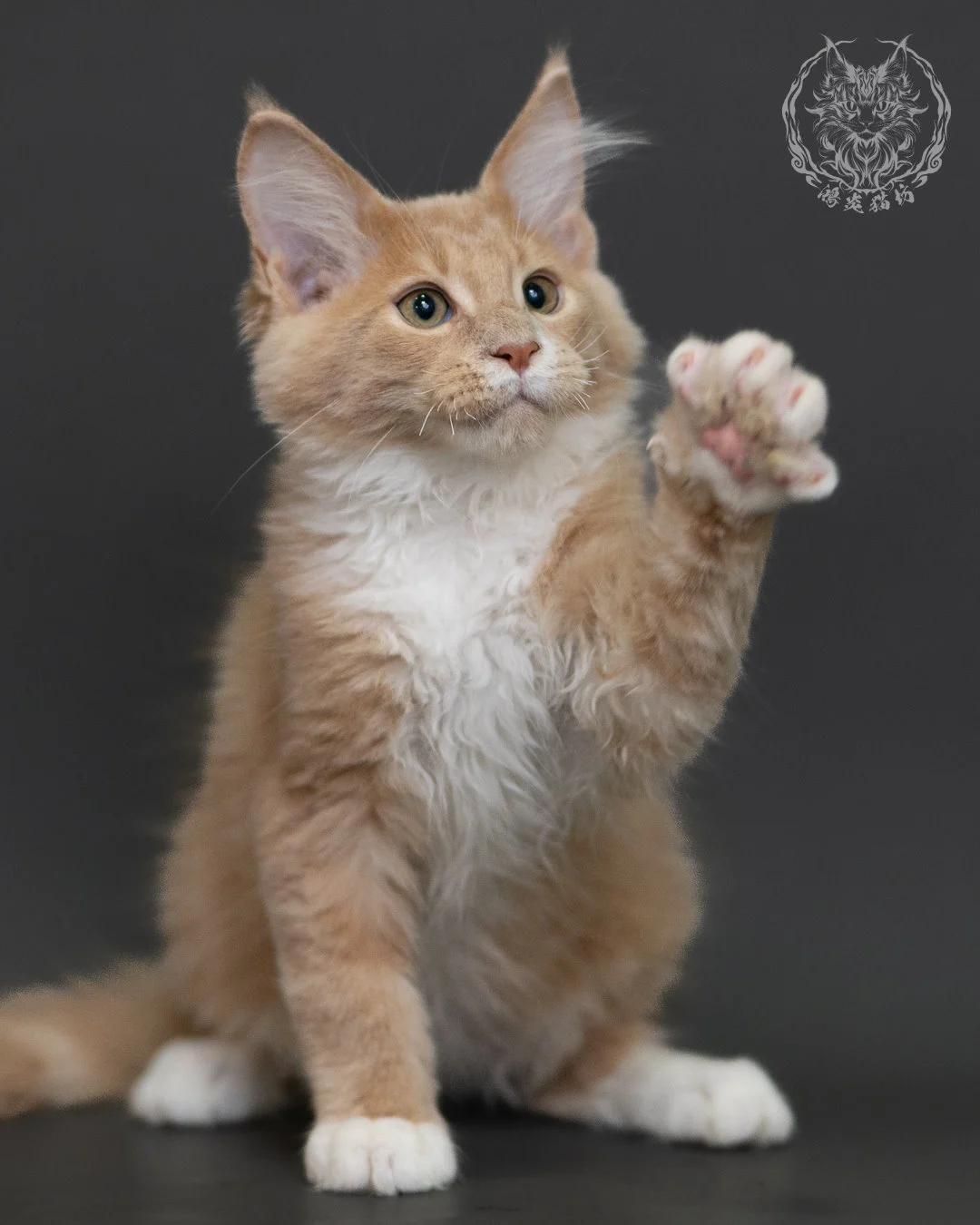 奶油虎斑緬因貓 Cream Tabby Maine Coon 3months Cattery Taichung 5