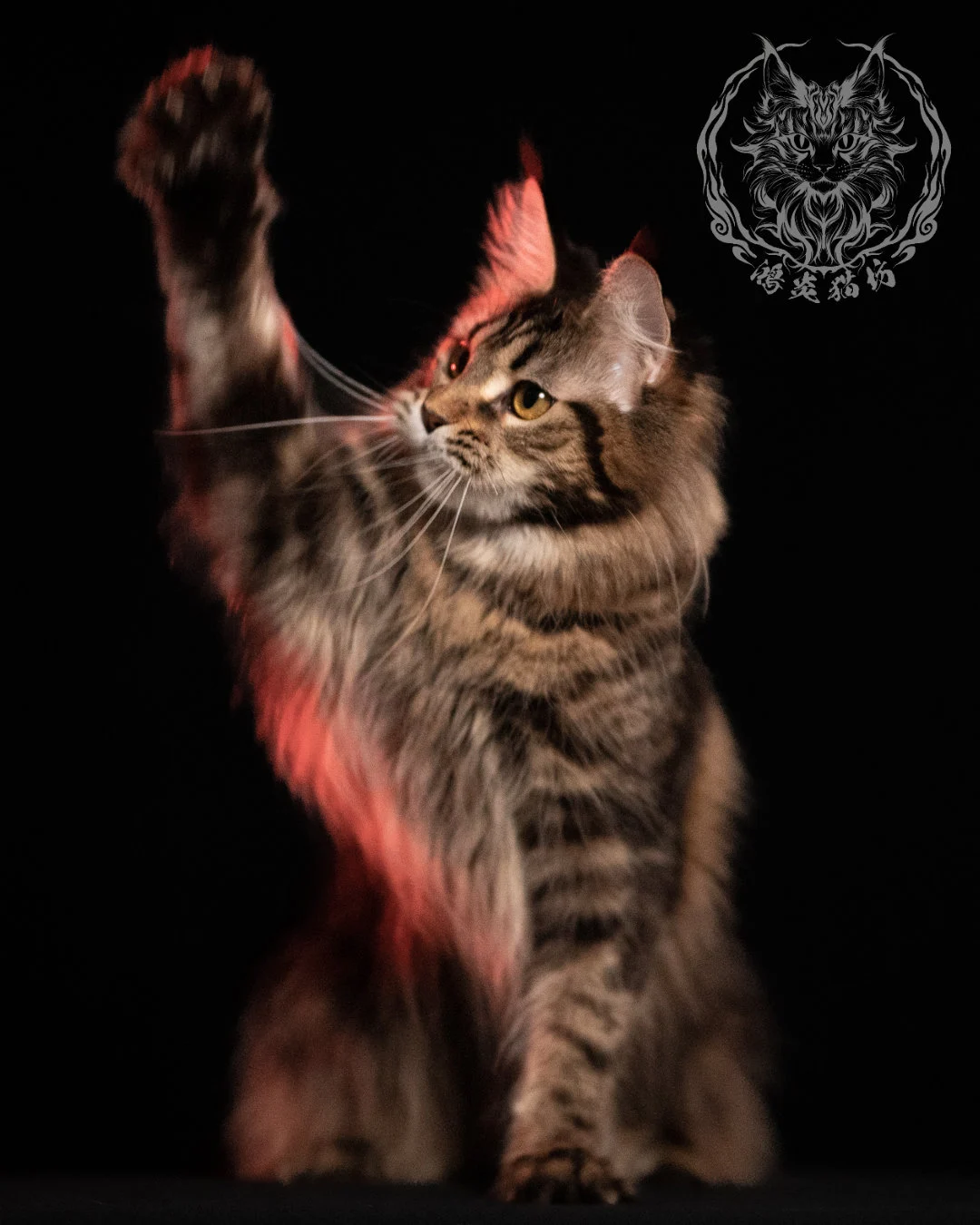 棕虎斑緬因貓 Brown Tabby Maine Coon 13months Closeup 2