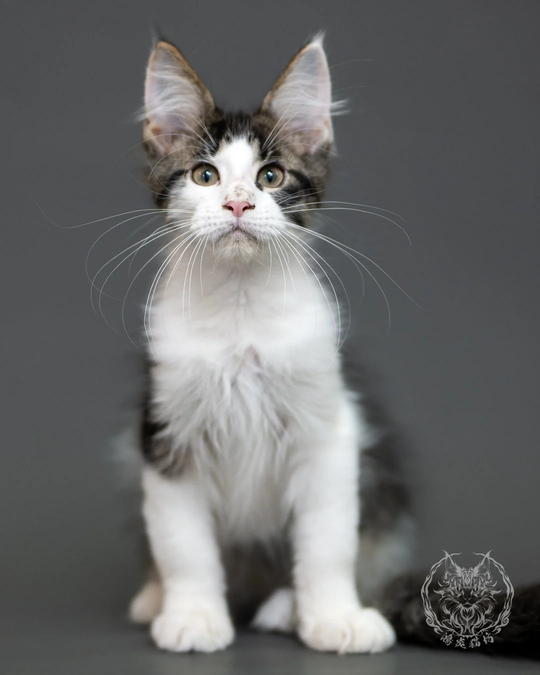 棕虎斑賓士緬因貓 Brown Tabby Maine Coon 3months Cattery Taichung 12