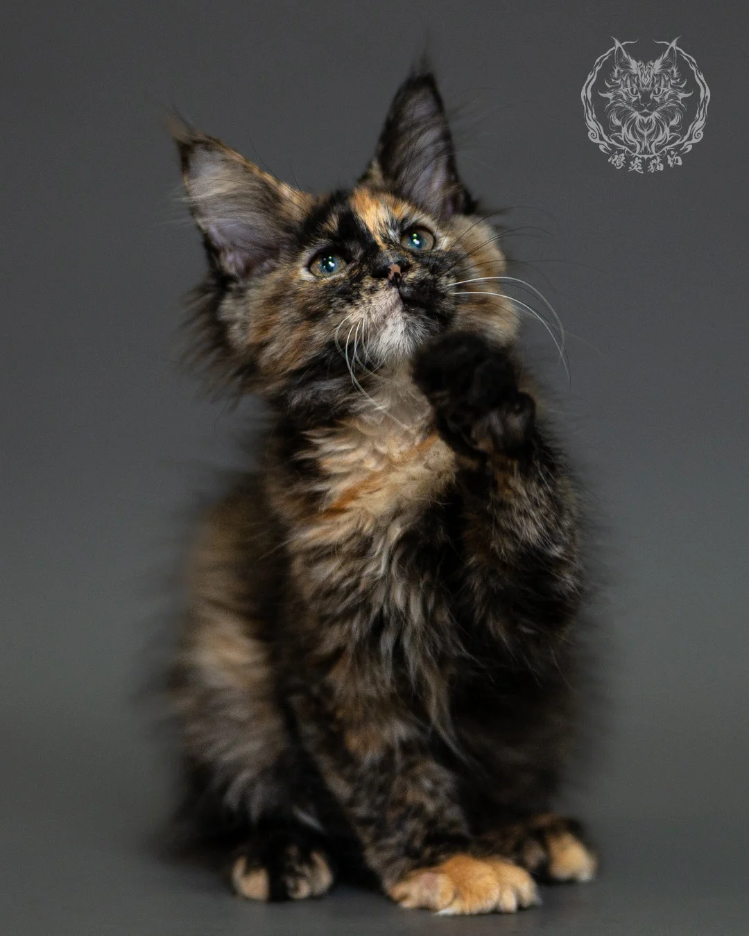 黑玳帽緬因貓 Tortoiseshell Maine Coon 2months Closeup 4
