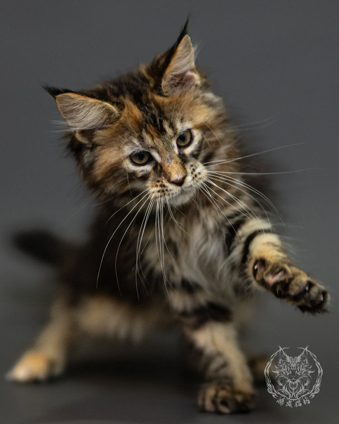 棕虎斑玳帽緬因貓 Brown Tabby Tortie Maine Coon 2months Closeup 5