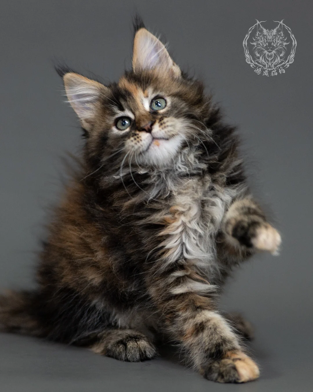 鴻炎貓坊棕虎斑玳帽緬因貓2個月，brown Torbie Maine Coon Kitten 14