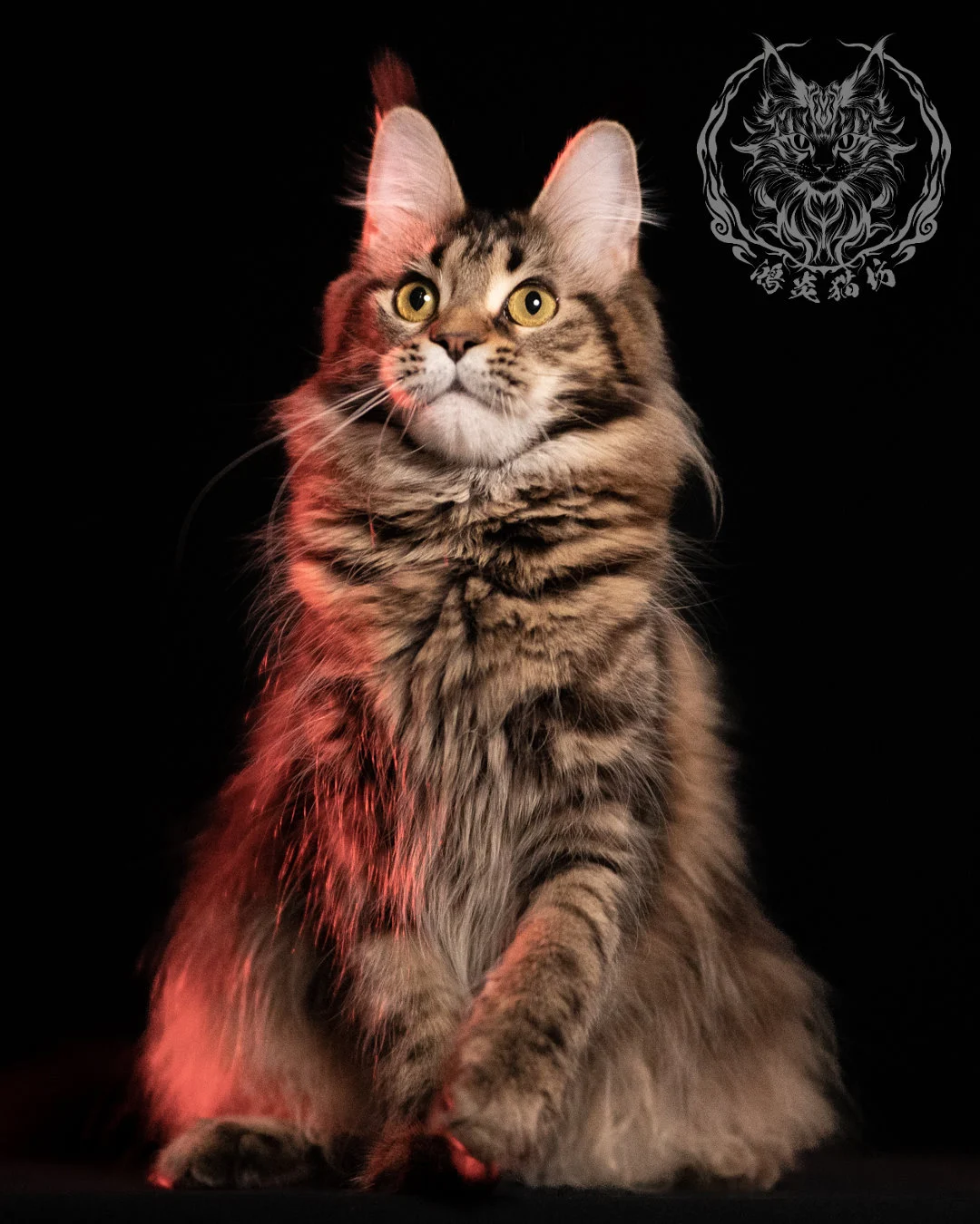 棕虎斑緬因貓 Brown Tabby Maine Coon 13months Closeup 14