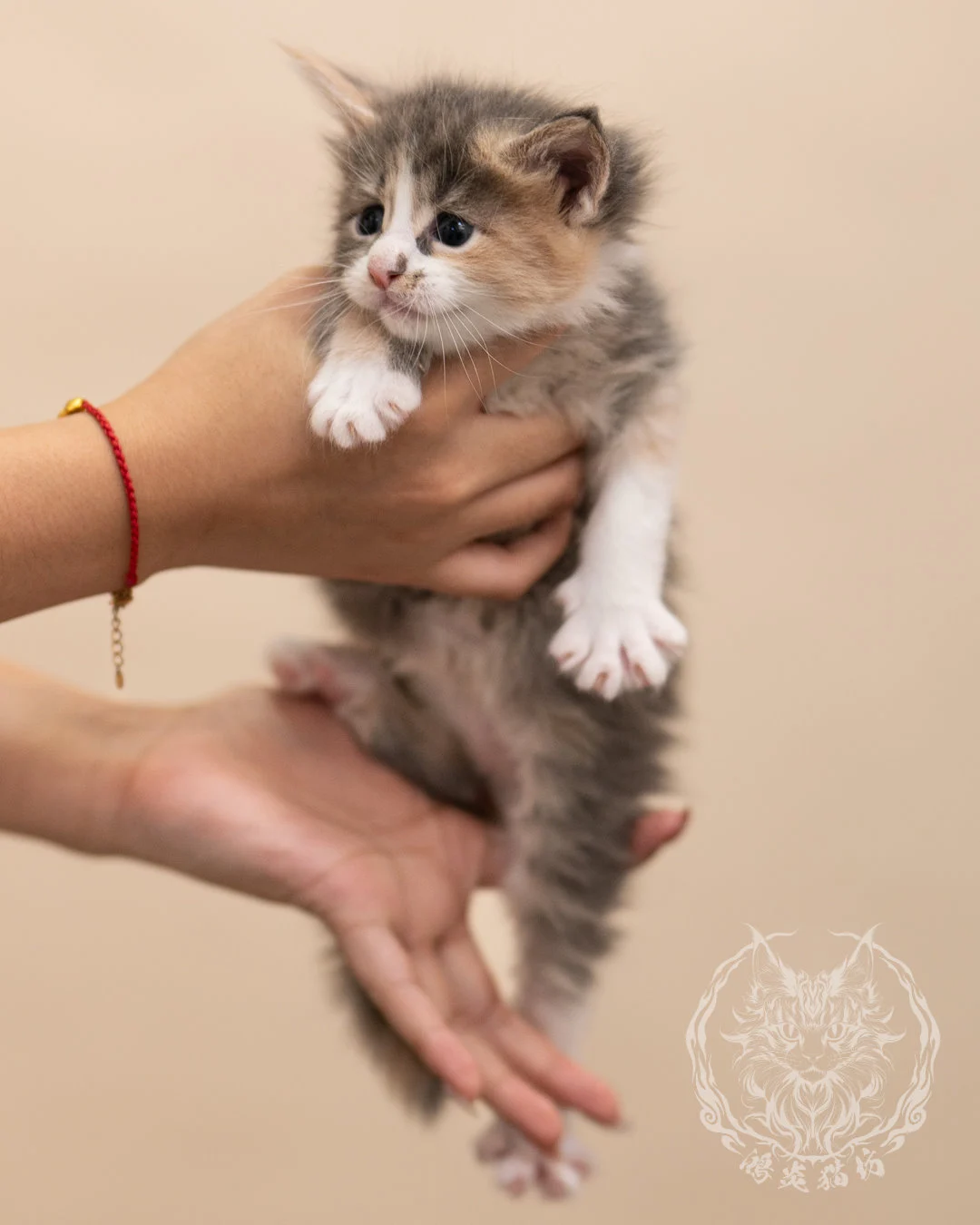藍乳玳帽賓士緬因貓 Blue Cream Tortie Masked Maine Coon 4weeks Closeup 7