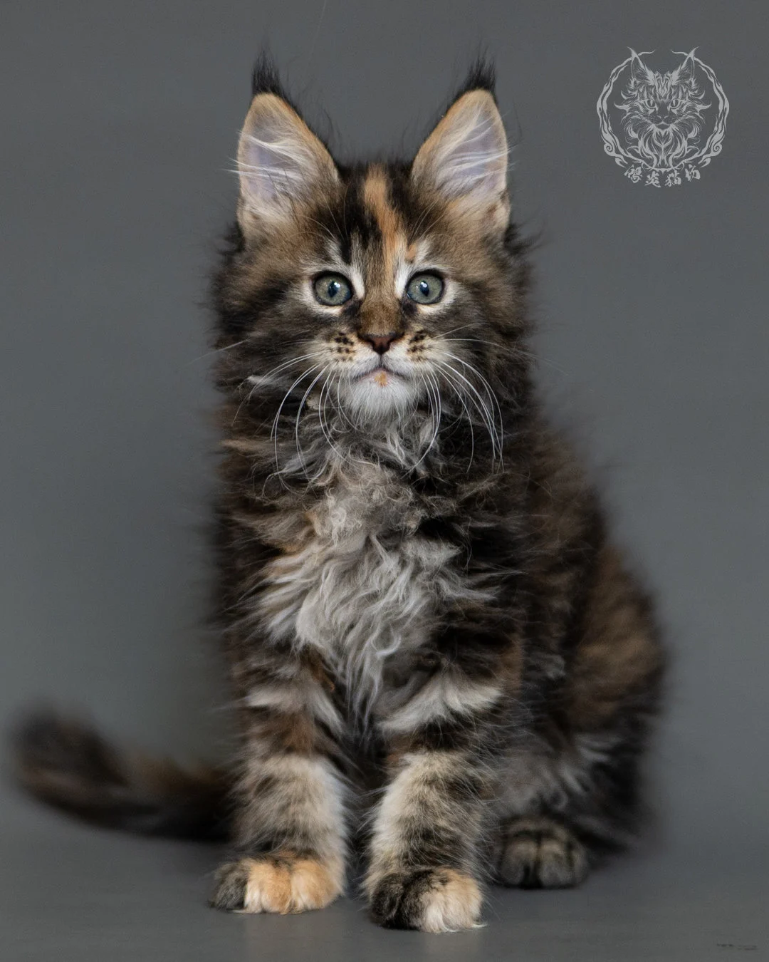 鴻炎貓坊棕虎斑玳帽緬因貓2個月，brown Torbie Maine Coon Kitten 2