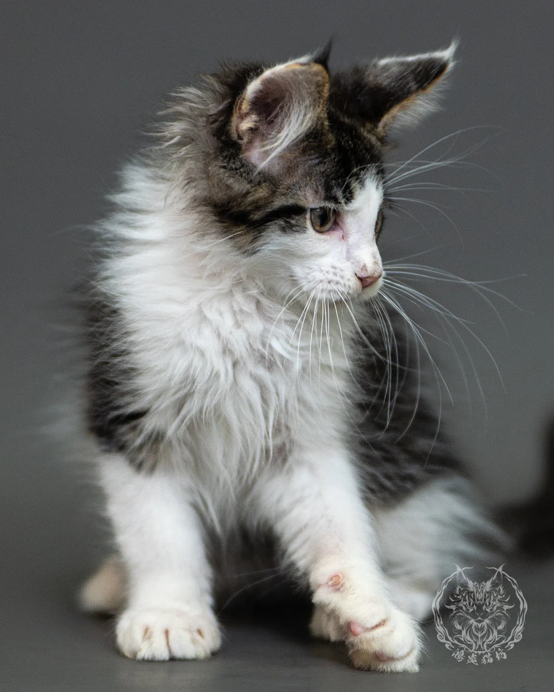棕虎斑賓士緬因貓 Brown Tabby White Maine Coon 2months Closeup 13