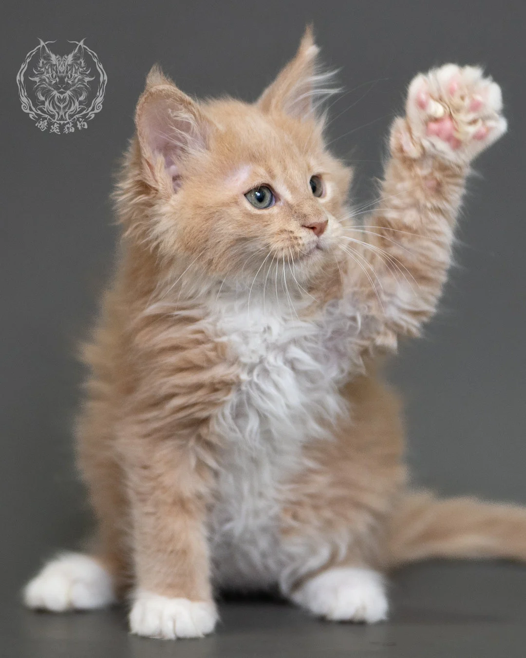 鴻炎貓坊奶油虎斑緬因貓2個月，cream Tabby Maine Coon Kitten 7