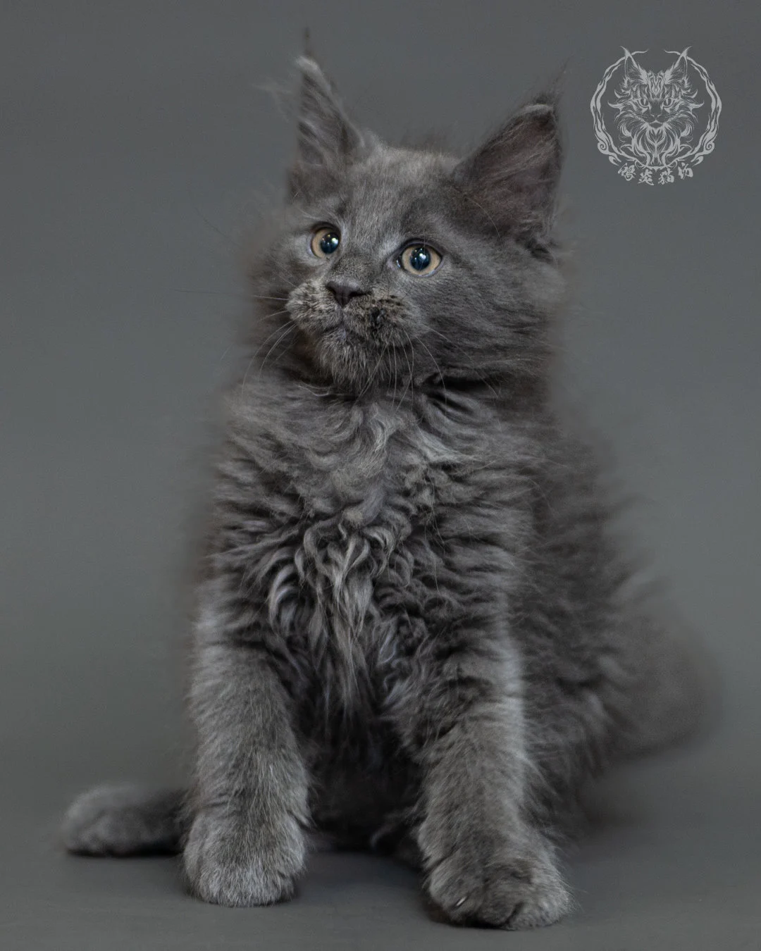 鴻炎貓坊藍煙燻緬因貓2個月特寫，blue Smoke Maine Coon Kitten 33