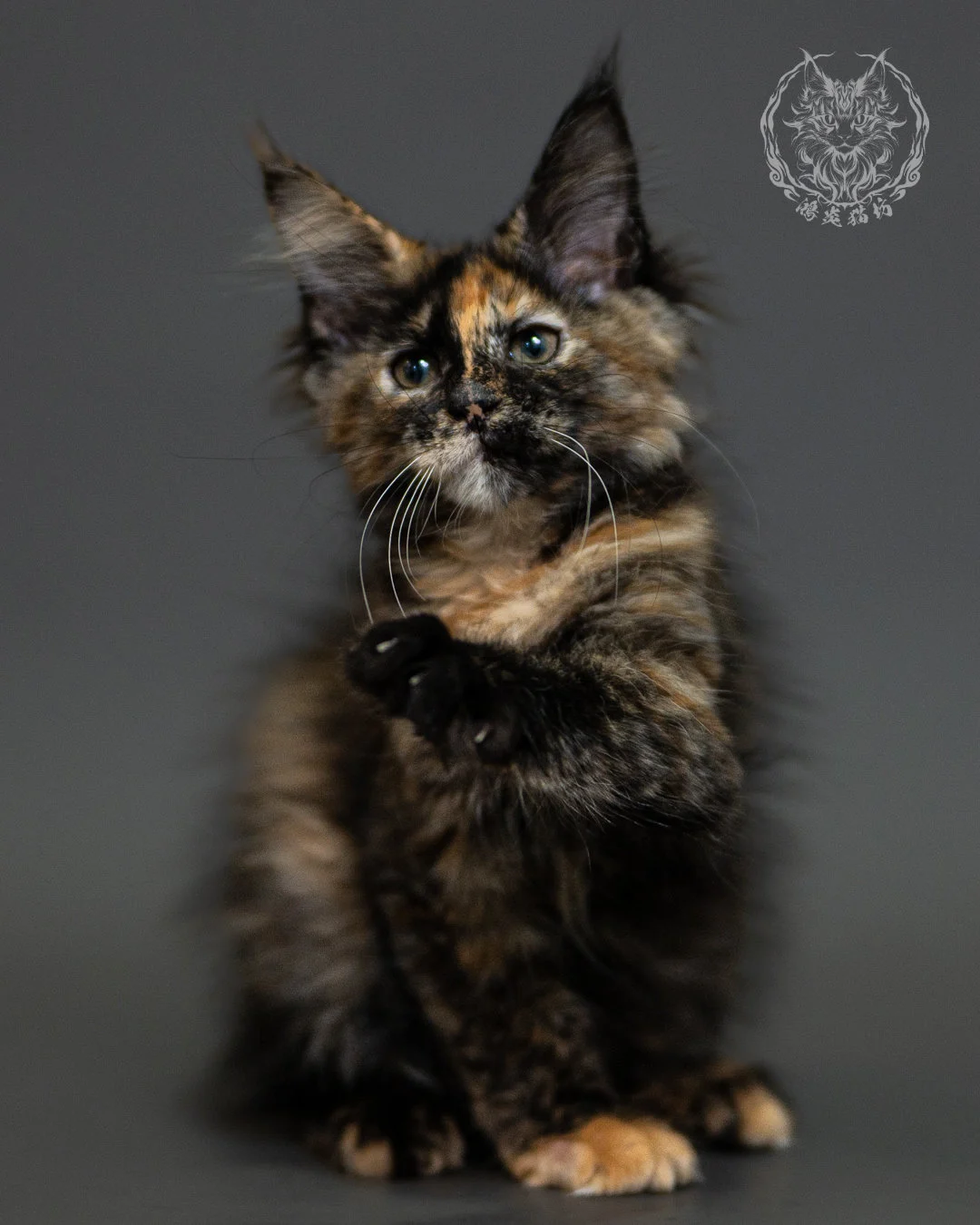 黑玳帽緬因貓 Tortoiseshell Maine Coon 2months Closeup 3