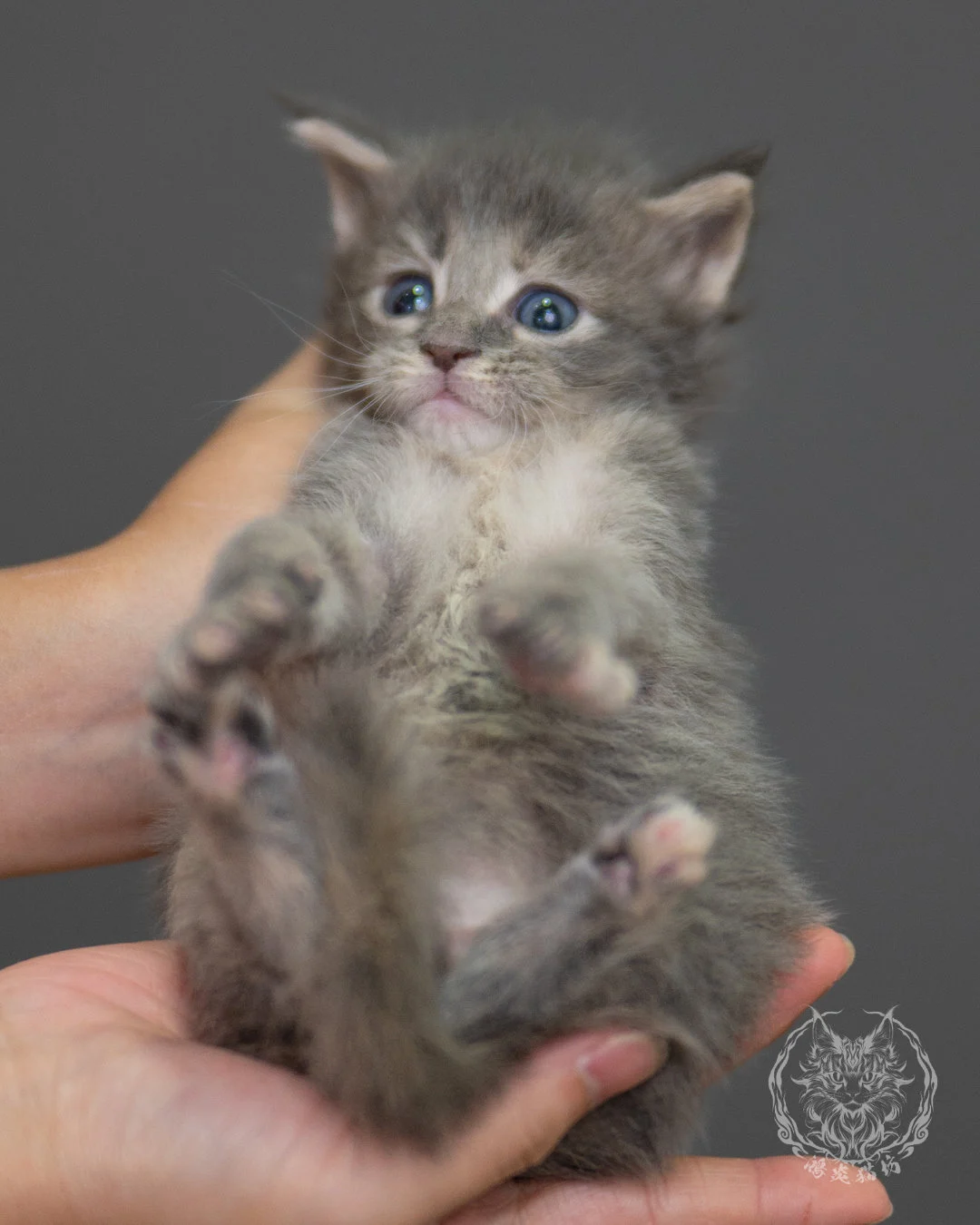 藍乳虎斑緬因貓 Blue Cream Tabby Maine Coon 4weeks Sideview 11