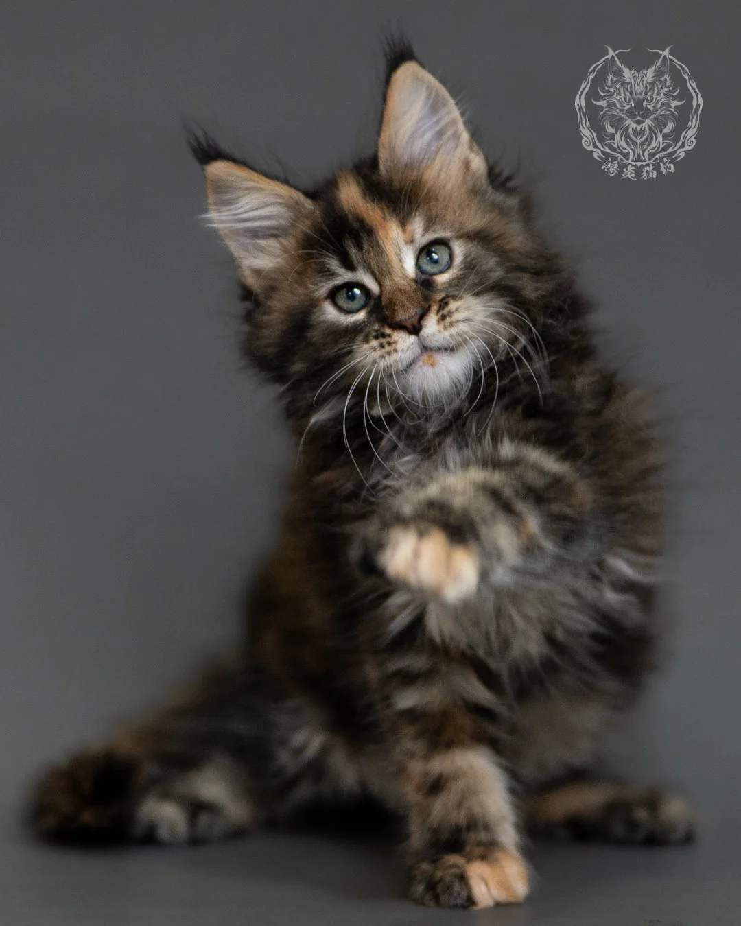 鴻炎貓坊棕虎斑玳帽緬因貓2個月，brown Torbie Maine Coon Kitten 6