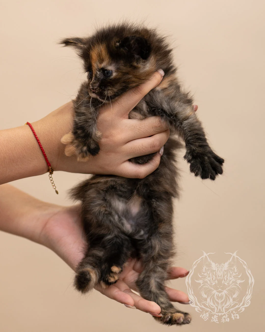 黑玳帽緬因貓 Black Tortie Masked Maine Coon 4weeks Closeup 1