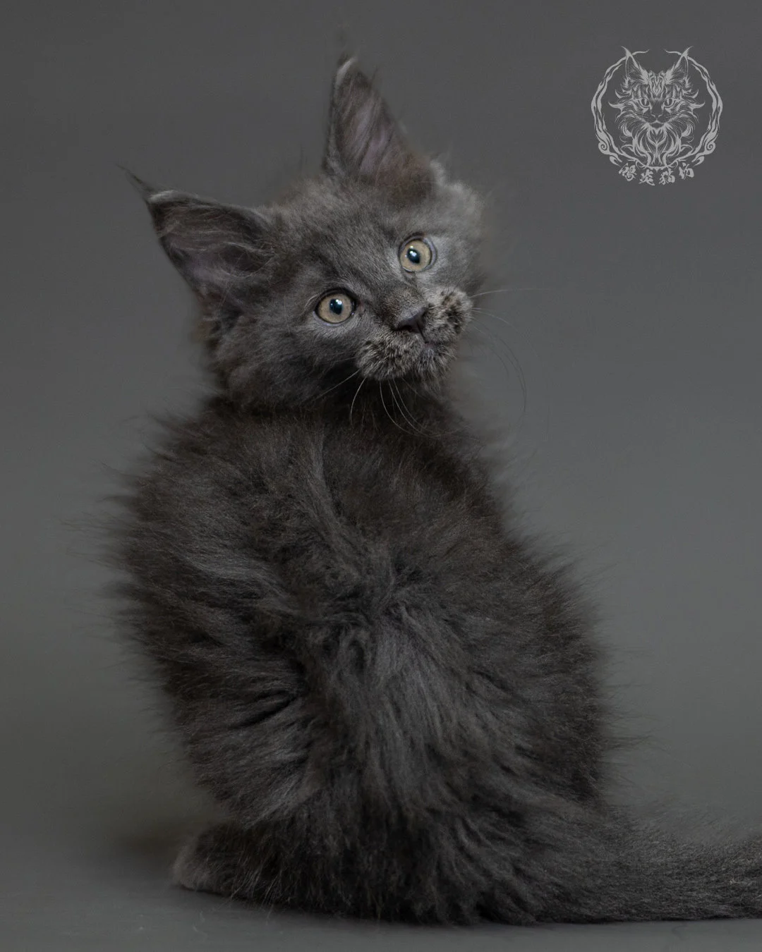 鴻炎貓坊藍煙燻緬因貓2個月特寫，blue Smoke Maine Coon Kitten 27
