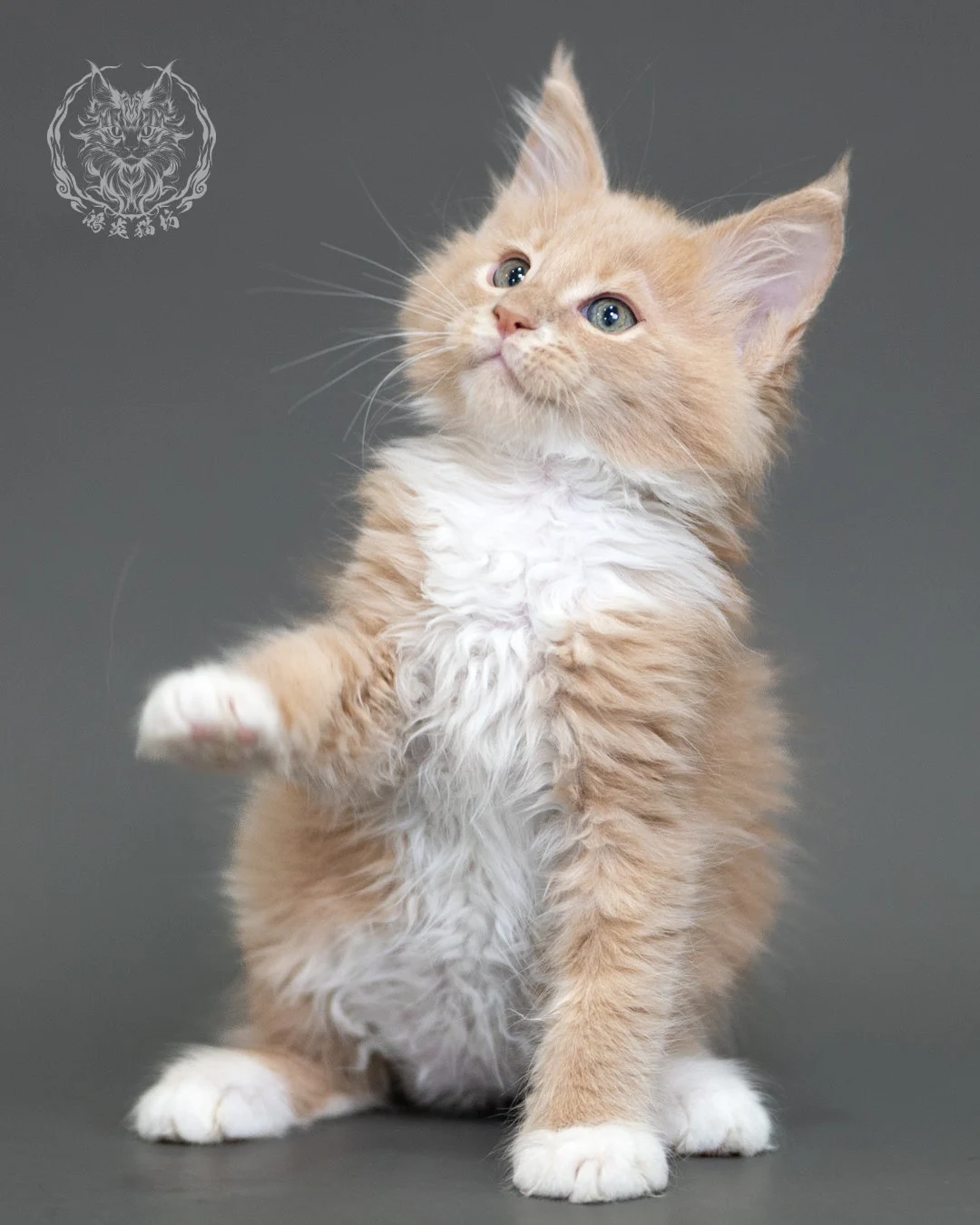 鴻炎貓坊奶油虎斑緬因貓2個月，cream Tabby Maine Coon Kitten 17