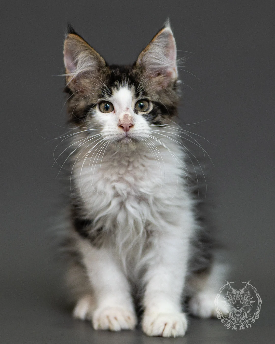 棕虎斑賓士緬因貓 Brown Tabby White Maine Coon 2months Closeup 1