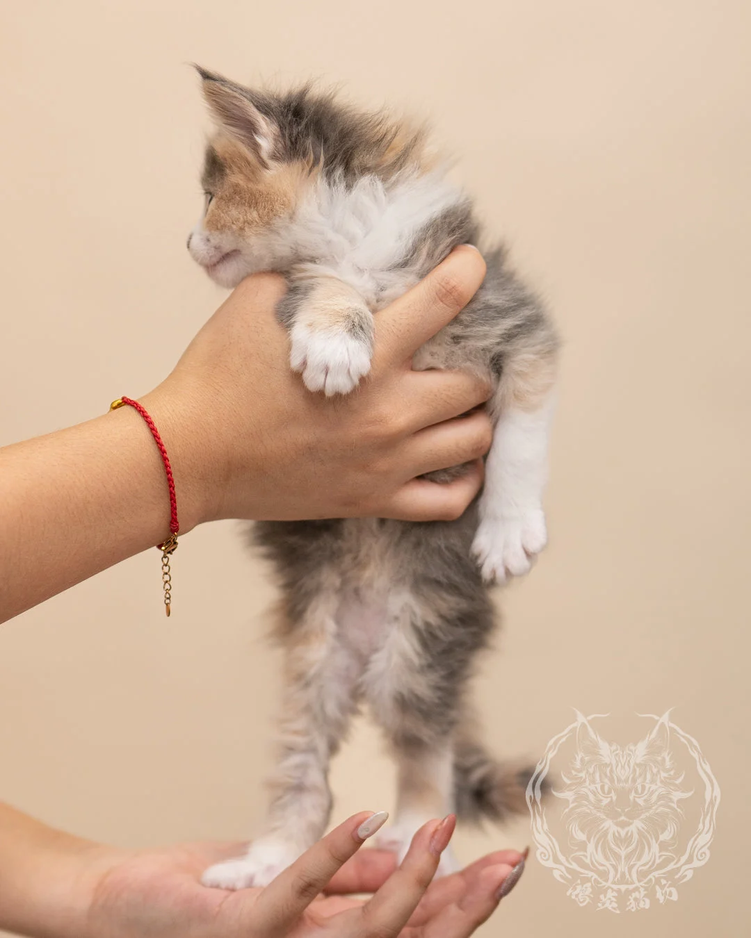 藍乳玳帽賓士緬因貓 Blue Cream Tortie Masked Maine Coon 4weeks Closeup 4