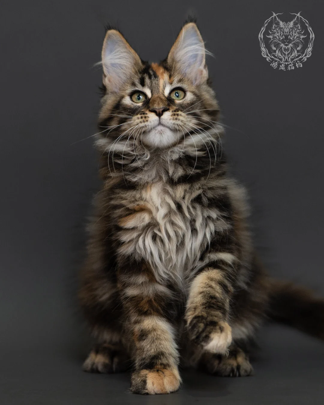 玳帽虎斑緬因貓 Tortie Tabby Maine Coon 3months Cattery Taichung 3