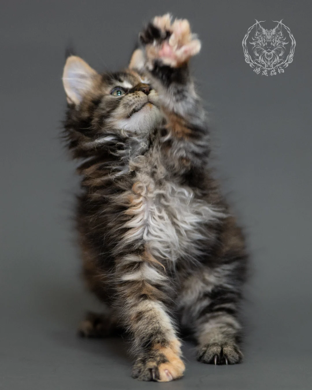 鴻炎貓坊棕虎斑玳帽緬因貓2個月，brown Torbie Maine Coon Kitten 11