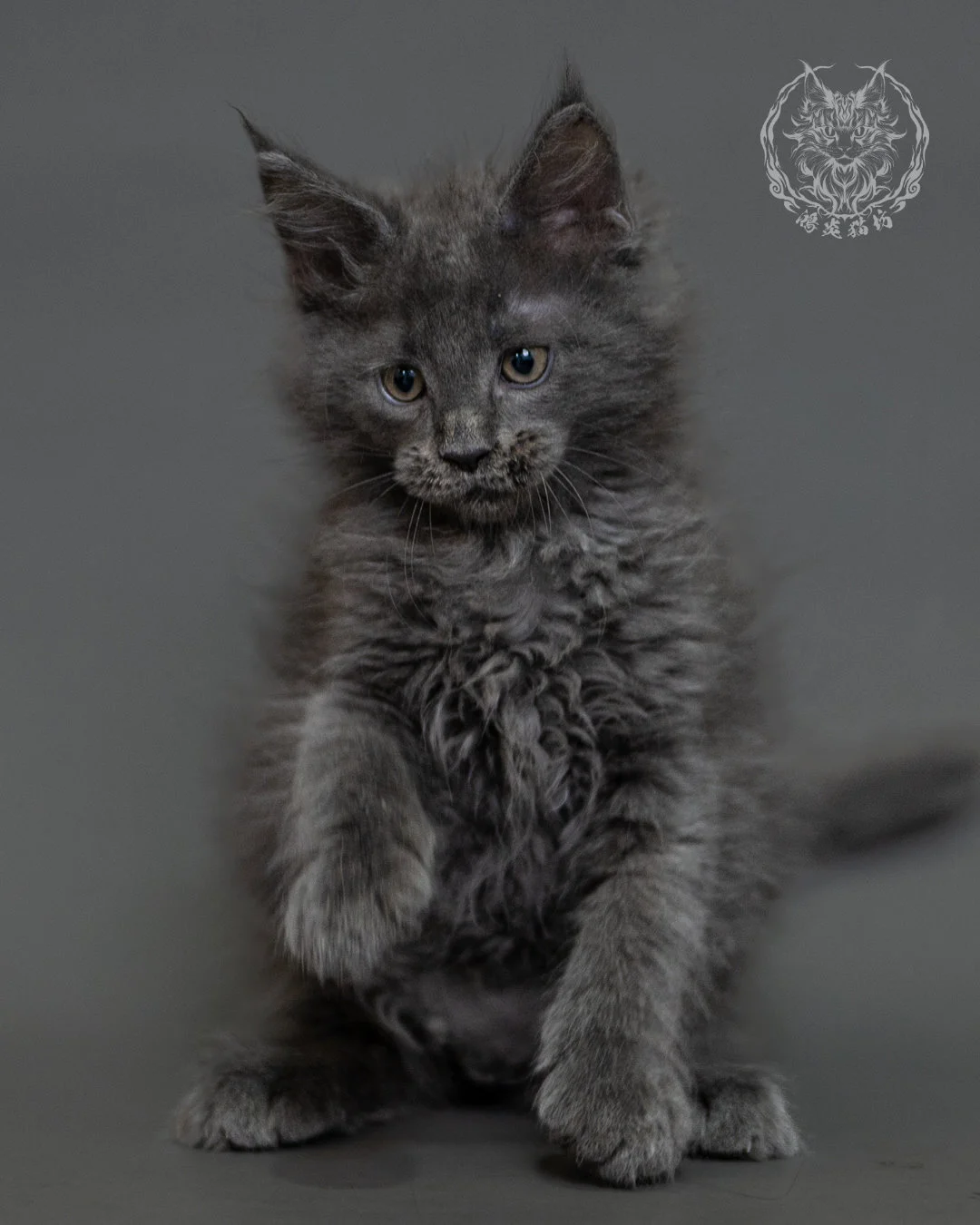 鴻炎貓坊藍煙燻緬因貓2個月特寫，blue Smoke Maine Coon Kitten 16