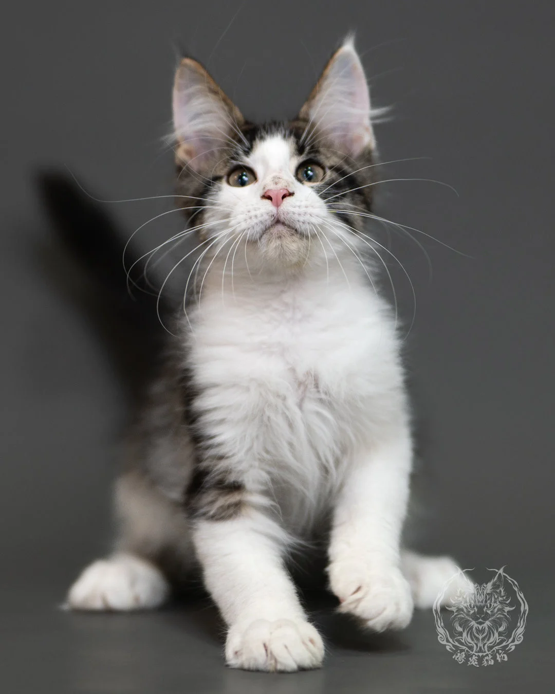 棕虎斑賓士緬因貓 Brown Tabby Maine Coon 3months Cattery Taichung 4