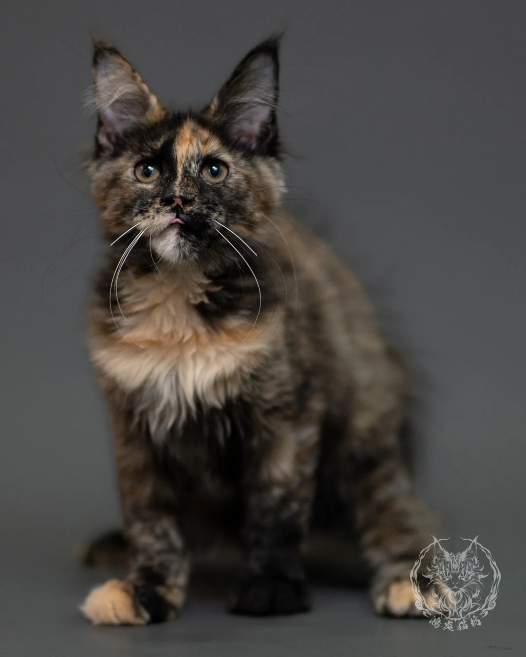 黑玳帽緬因貓 Tortoiseshell Maine Coon 3months Cattery Taichung 9