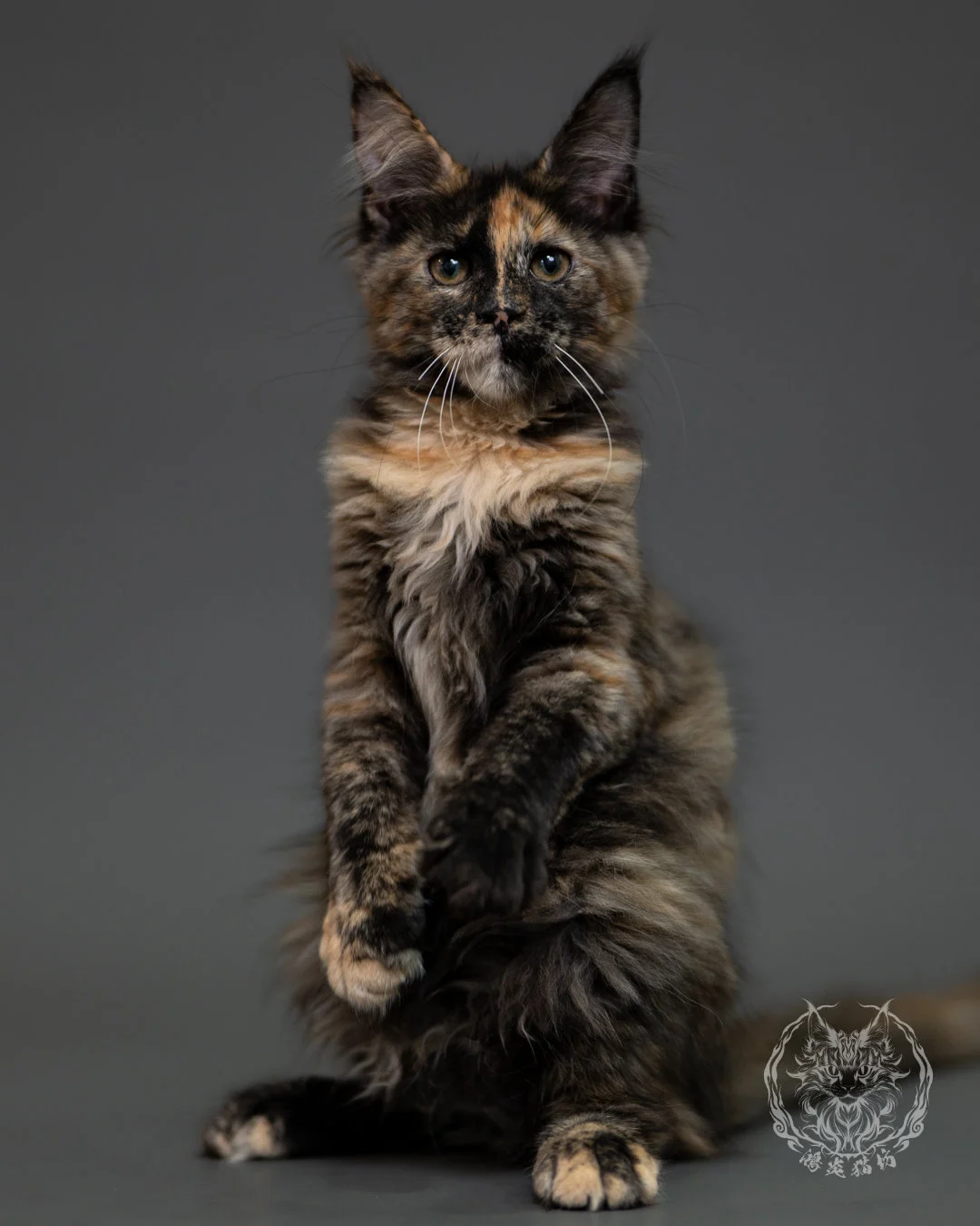 黑玳帽緬因貓 Tortoiseshell Maine Coon 3months Cattery Taichung 22