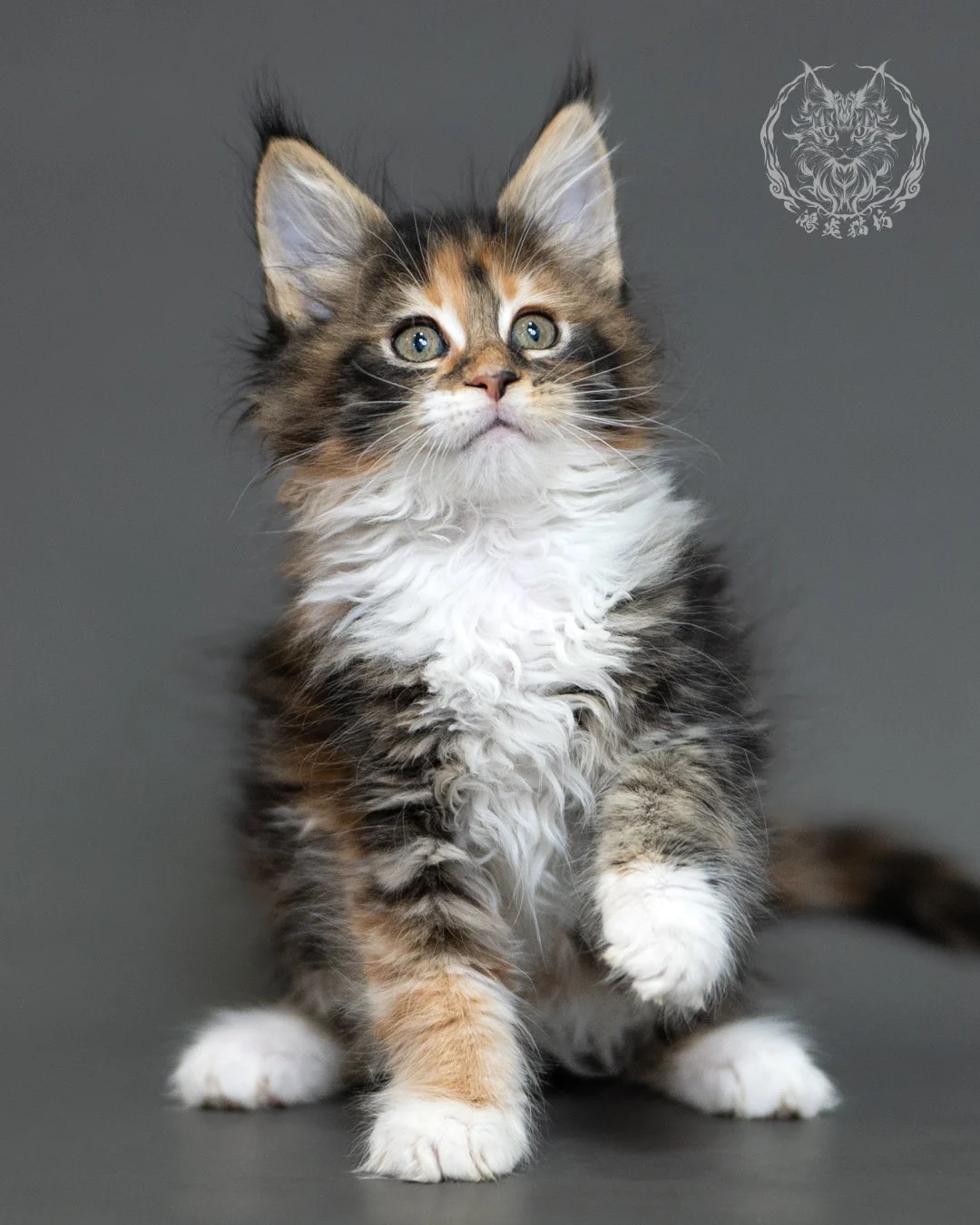 鴻炎貓坊棕虎斑玳帽緬因貓2個月,brown Torbie Maine Coon Kitten 4