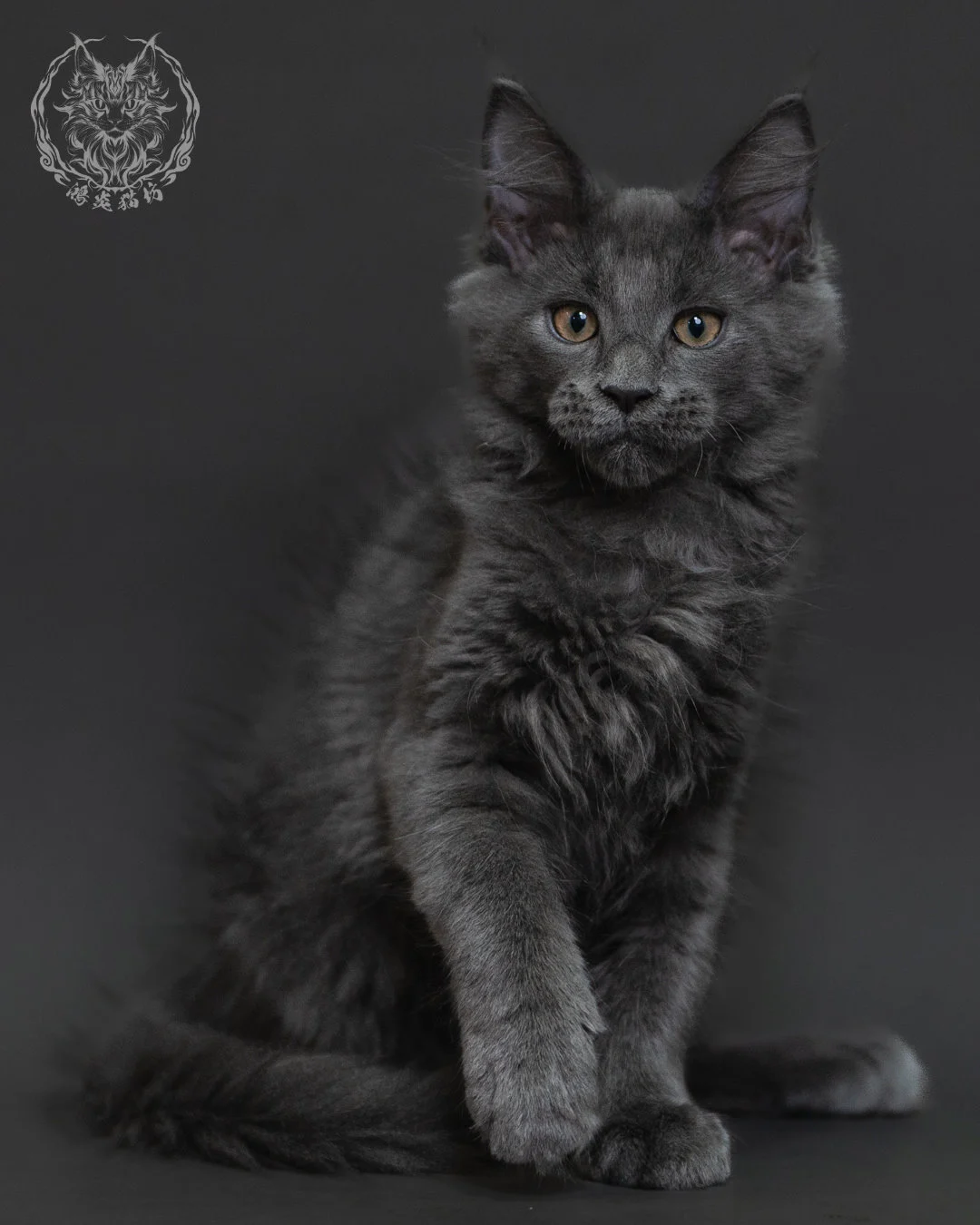 藍煙燻緬因貓 Blue Smoke Maine Coon 3months Cattery Taichung 9
