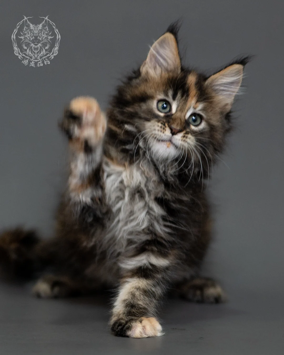 鴻炎貓坊棕虎斑玳帽緬因貓2個月，brown Torbie Maine Coon Kitten 8