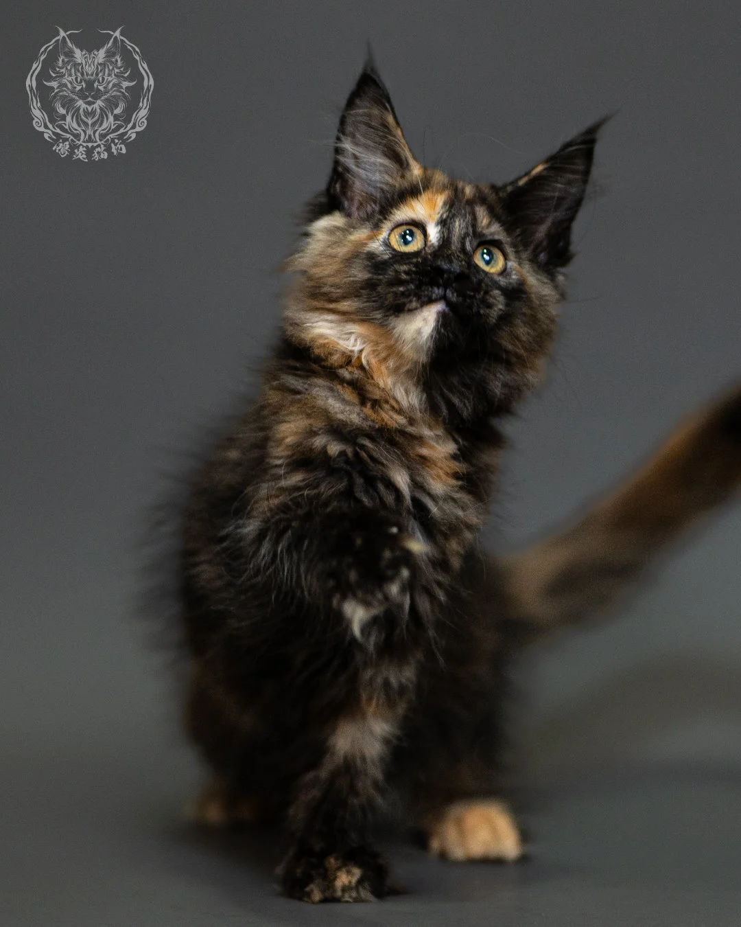 黑玳帽緬因貓 Tortoiseshell Maine Coon 2months Closeup 3