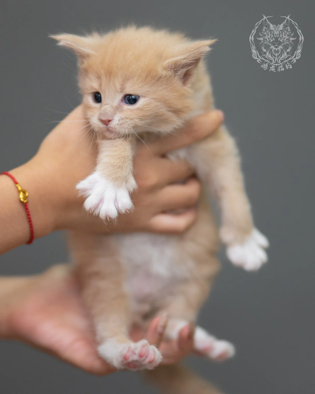 奶油虎斑緬因貓 Cream Tabby Maine Coon 4weeks Closeup 7