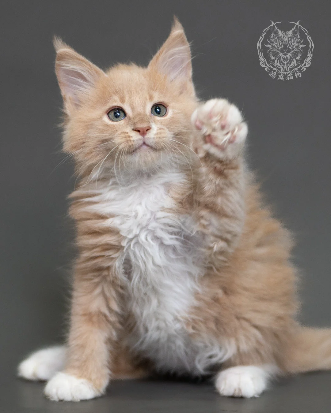 鴻炎貓坊奶油虎斑緬因貓2個月，cream Tabby Maine Coon Kitten 9