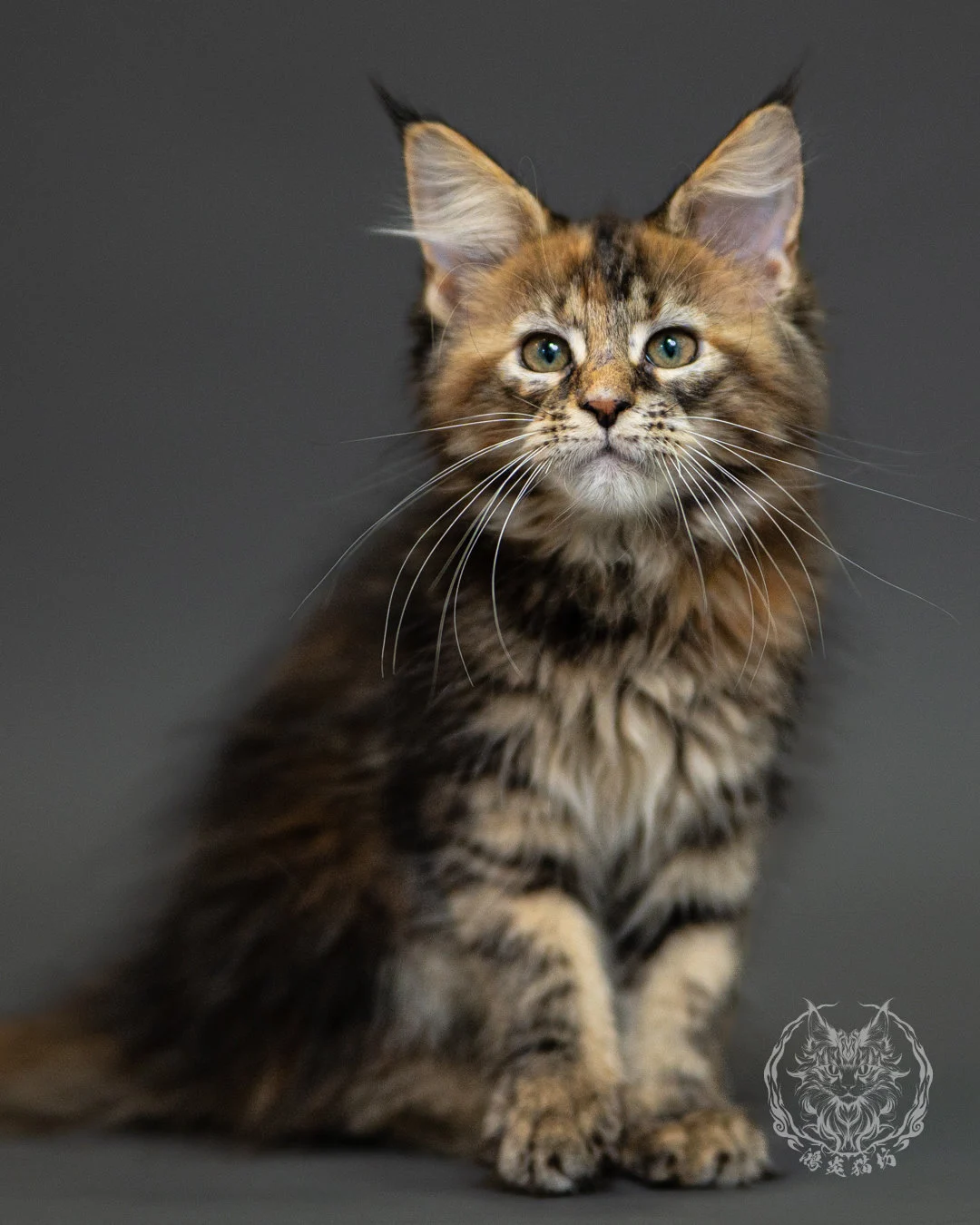 棕虎斑玳帽緬因貓 Brown Tabby Tortie Maine Coon 2months Closeup 11