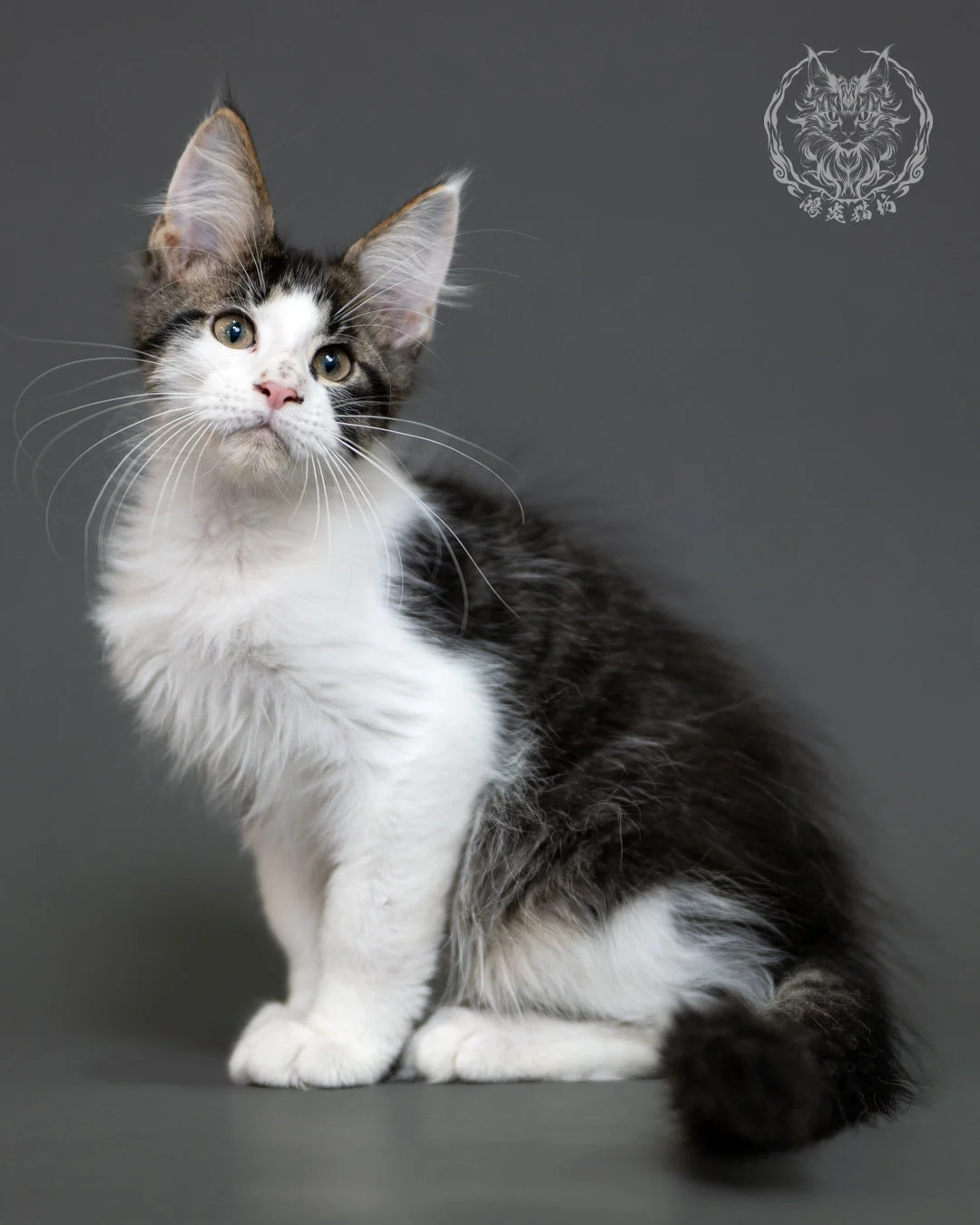 棕虎斑賓士緬因貓 Brown Tabby Maine Coon 3months Cattery Taichung 11