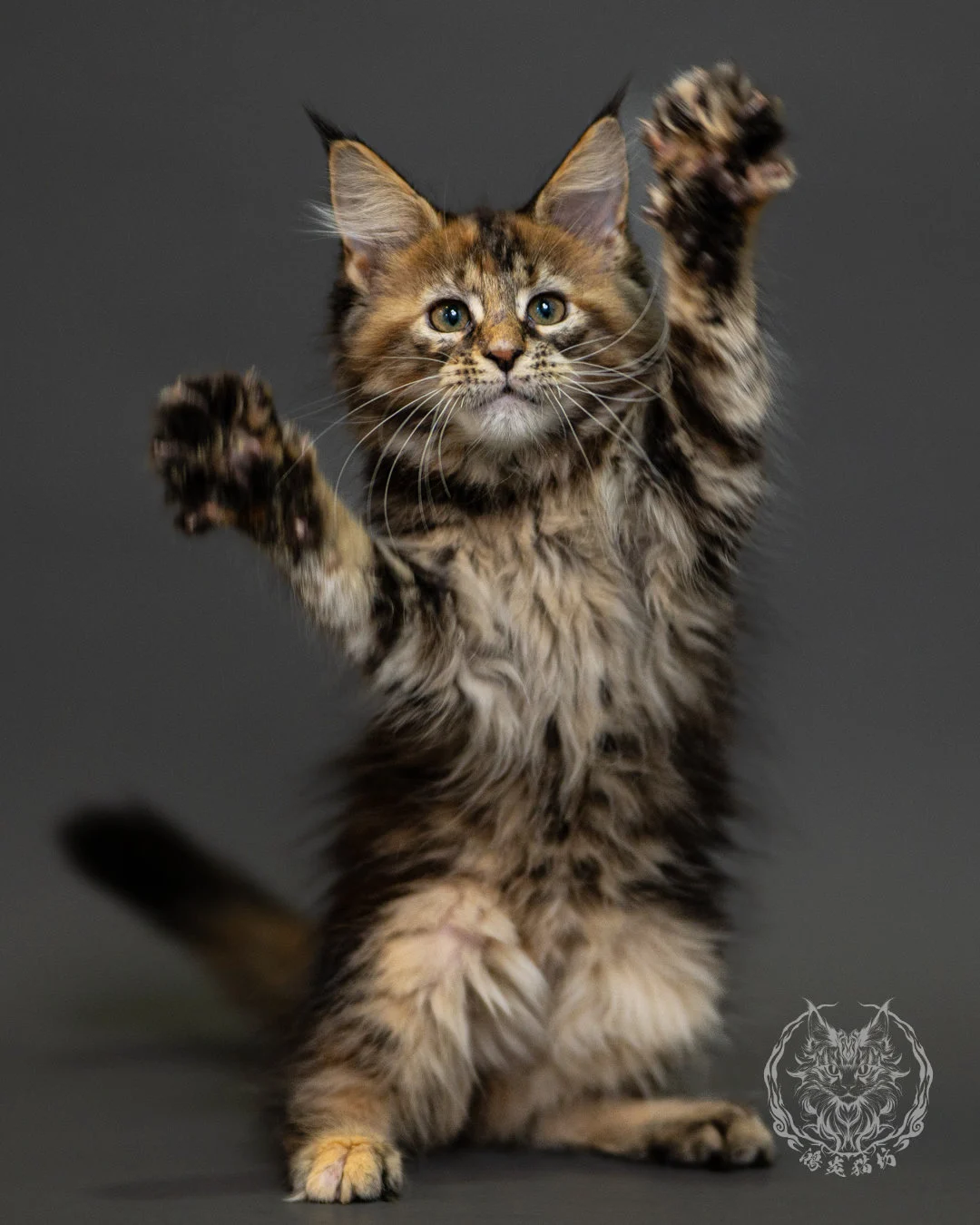 棕虎斑玳帽緬因貓 Brown Tabby Tortie Maine Coon 2months Closeup 6